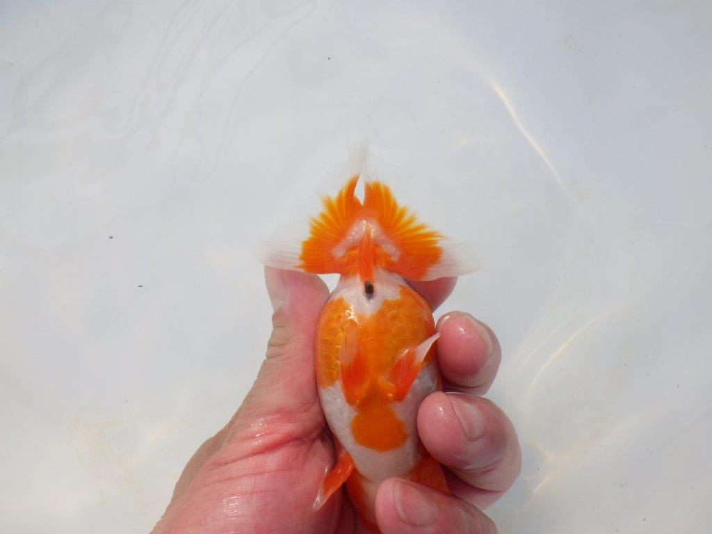 【岡山村上暢彦氏】綺麗な柄の更紗明け二歳らんちゅう約11,5㎝ メス?