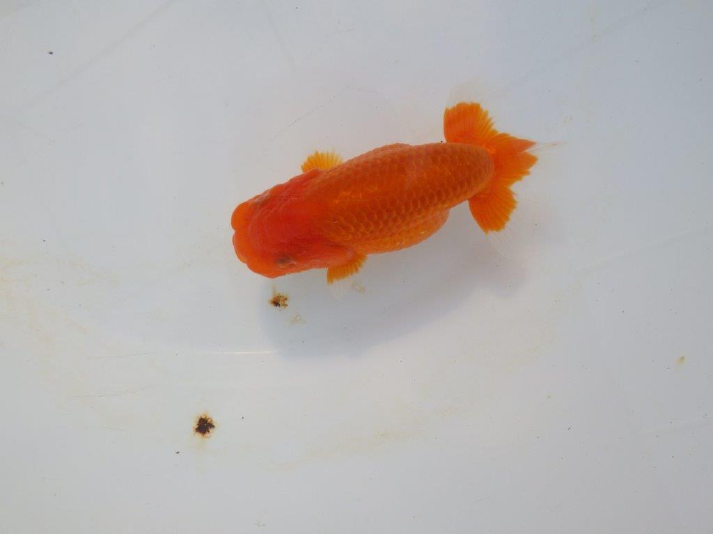 【岡山村上暢彦氏】今後に期待の明け二歳らんちゅう約12㎝ メス？