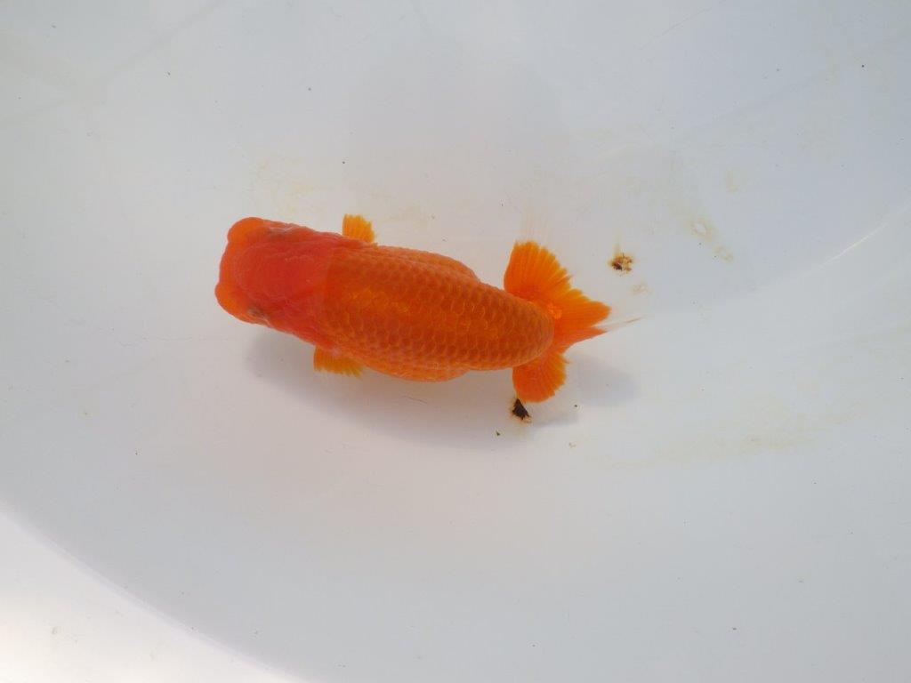 【岡山村上暢彦氏】今後に期待の明け二歳らんちゅう約12㎝ メス？