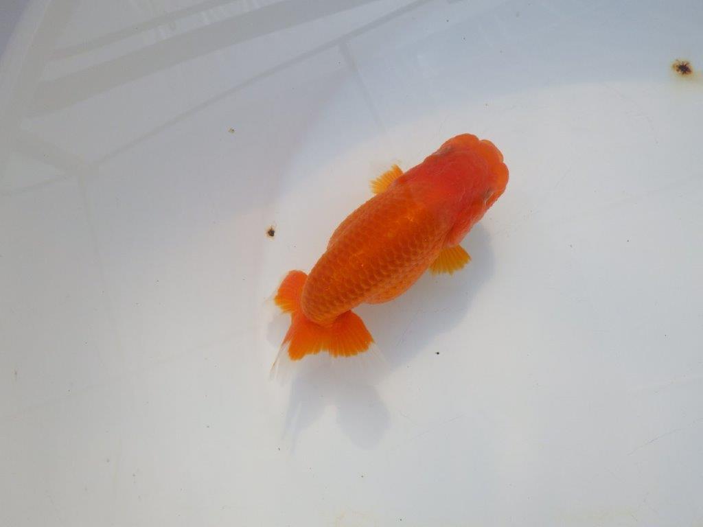 【岡山村上暢彦氏】今後に期待の明け二歳らんちゅう約12㎝ メス？