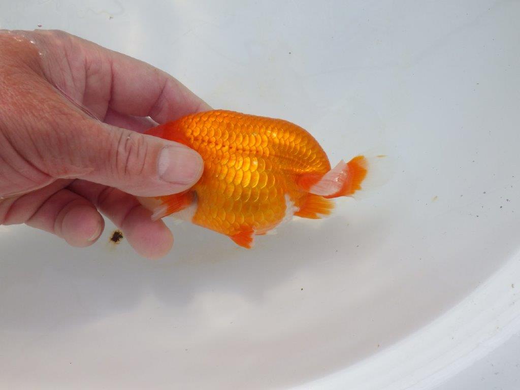 【岡山村上暢彦氏】今後に期待の明け二歳らんちゅう約12㎝ メス？