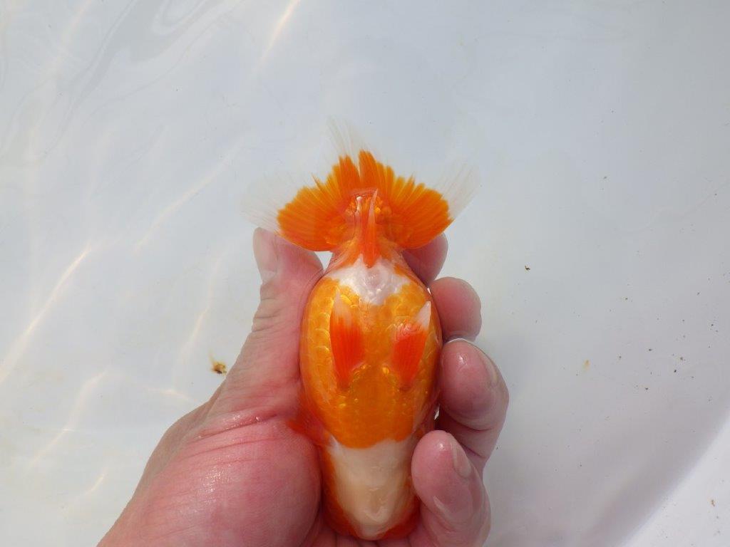 【岡山村上暢彦氏】今後に期待の明け二歳らんちゅう約12㎝ メス？