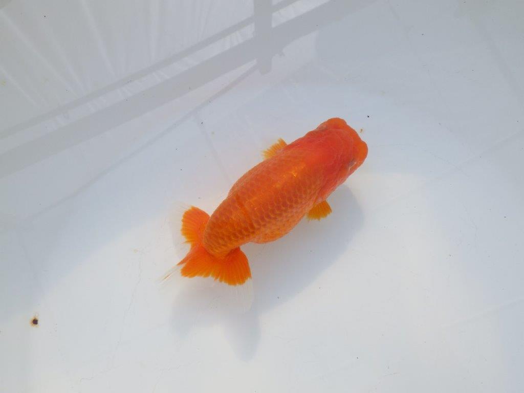 【岡山村上暢彦氏】今後に期待の明け二歳らんちゅう約12㎝ メス？