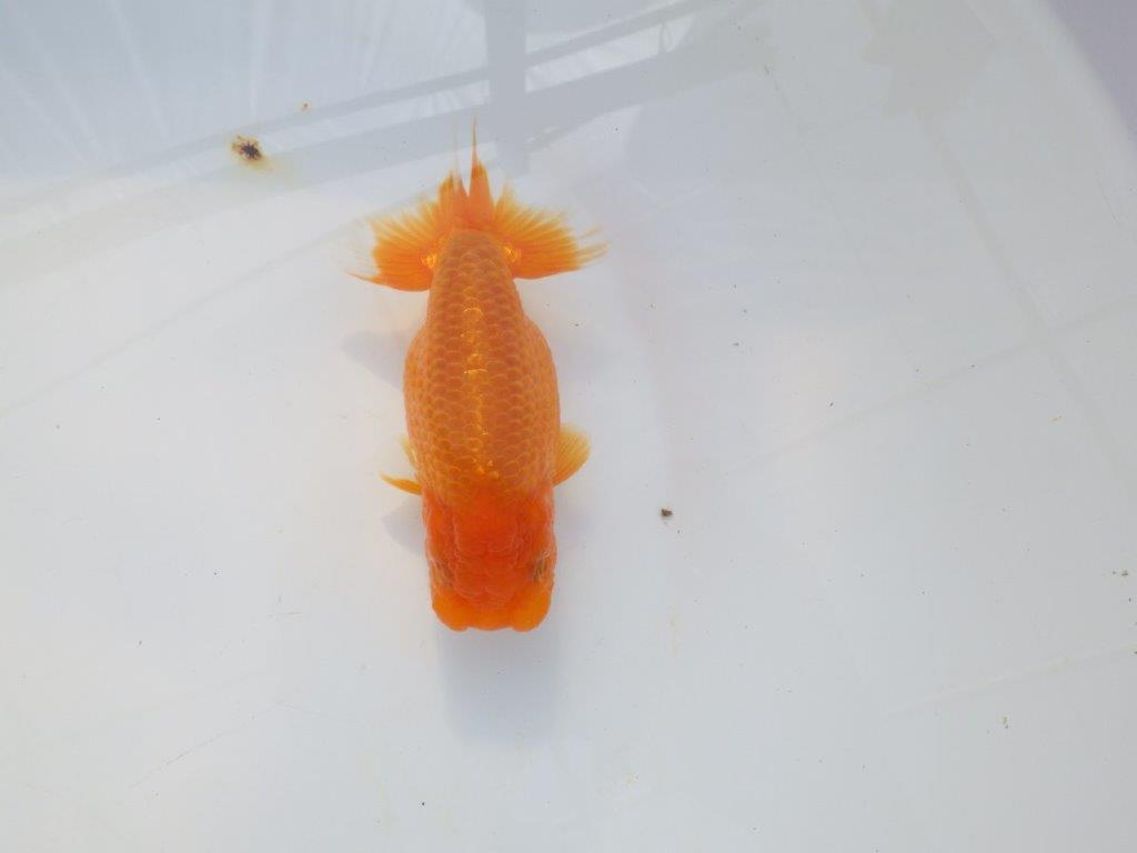 【岡山村上暢彦氏】飼い込みお勧めの明け二歳らんちゅう約12㎝ メス？