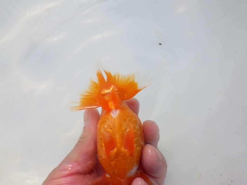 【岡山村上暢彦氏】飼い込みお勧めの明け二歳らんちゅう約12㎝ メス？