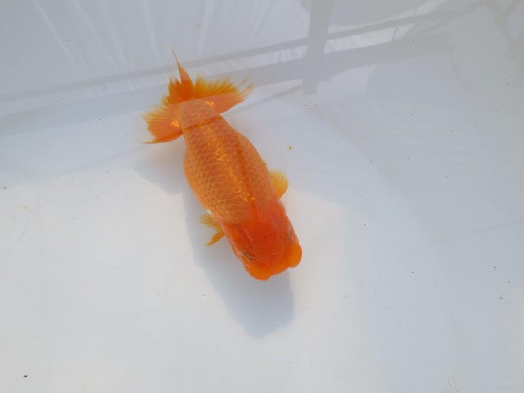 【岡山村上暢彦氏】飼い込みお勧めの明け二歳らんちゅう約12㎝ メス？