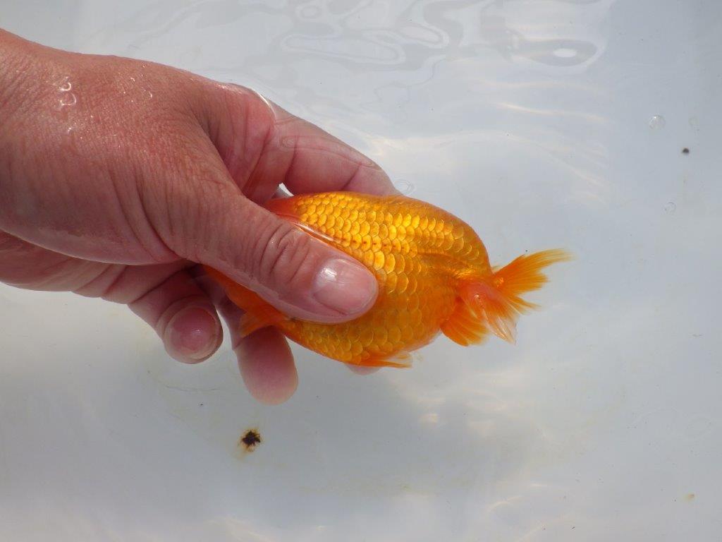 【岡山村上暢彦氏】飼い込みお勧めの明け二歳らんちゅう約12㎝ メス？