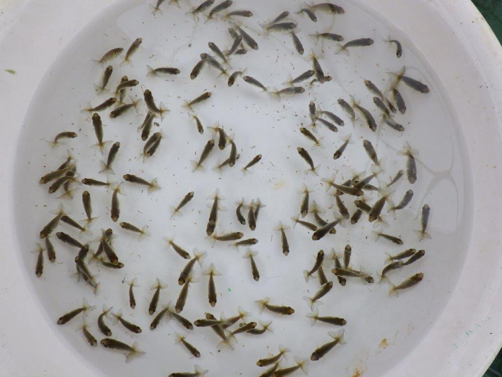 【全国大会東大関獲得系統 】ヒーター加温なしで管理中の観賞用青仔５０尾セット