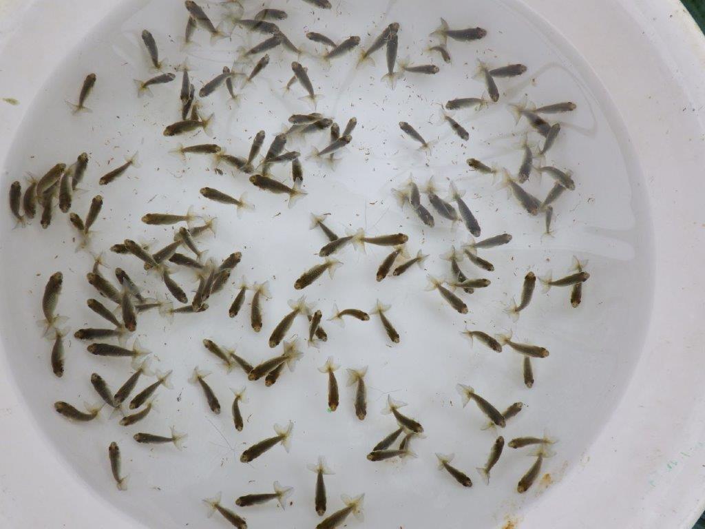 【全国大会東大関獲得系統 】ヒーター加温なしで管理中の観賞用青仔５０尾セット