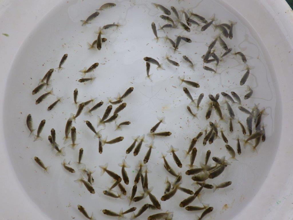 【全国大会東大関獲得系統 】ヒーター加温なしで管理中の観賞用青仔５０尾セット