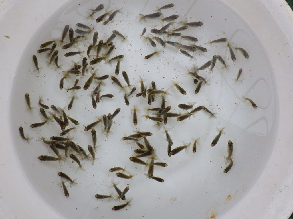 【全国大会東大関獲得系統 】ヒーター加温なしで管理中の観賞用青仔３０尾セットの上身