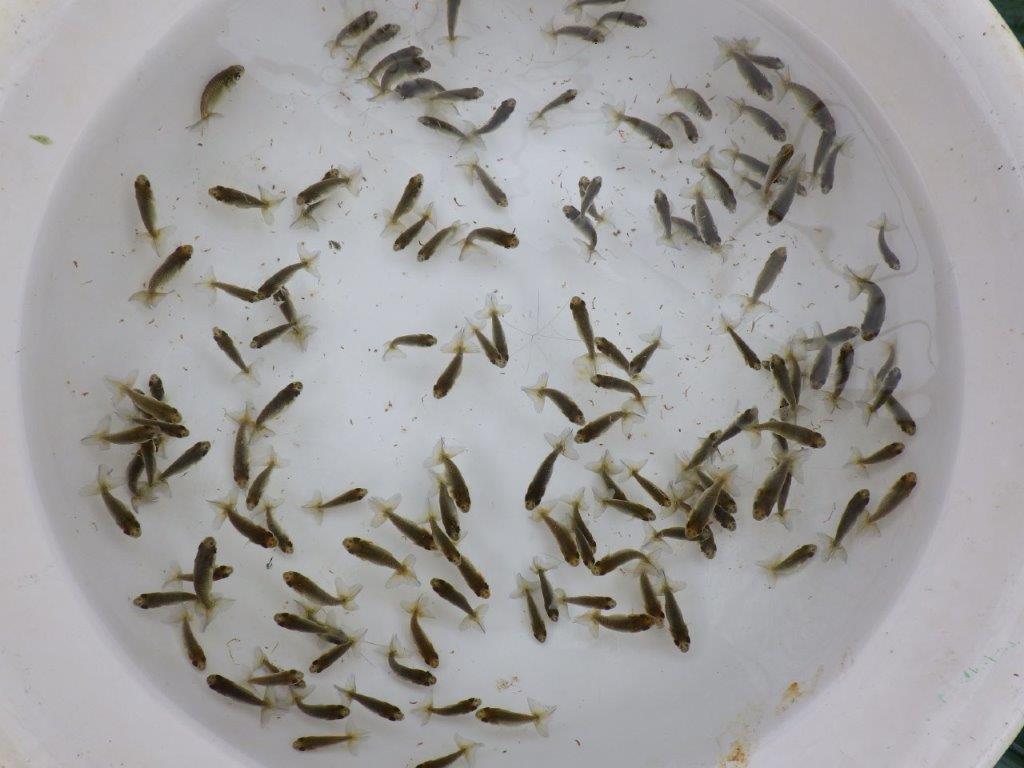 【全国大会東大関獲得系統 】ヒーター加温なしで管理中の観賞用青仔30尾セット