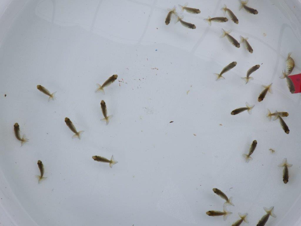 【全国大会東大関獲得系統 】入荷の中から尾張りの良い30尾!限定2セット