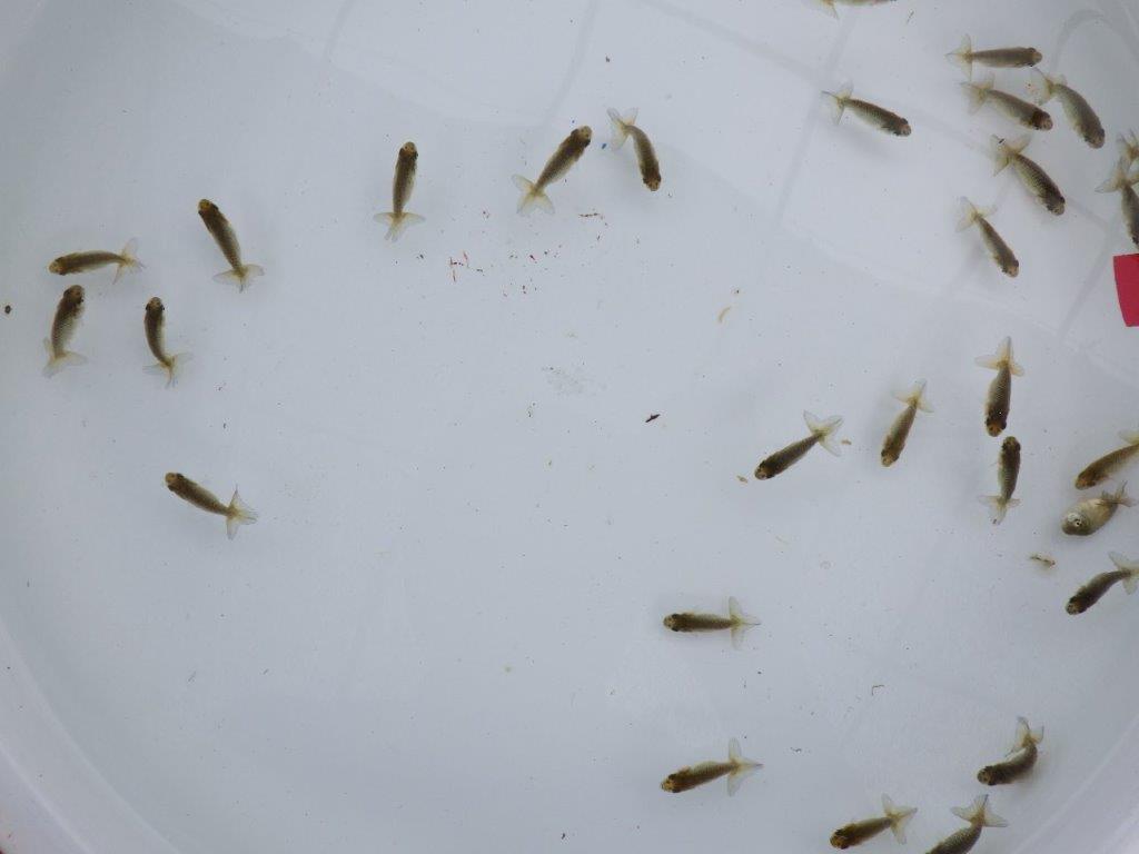 【全国大会東大関獲得系統 】入荷の中から尾張りの良い10尾!限定2セット