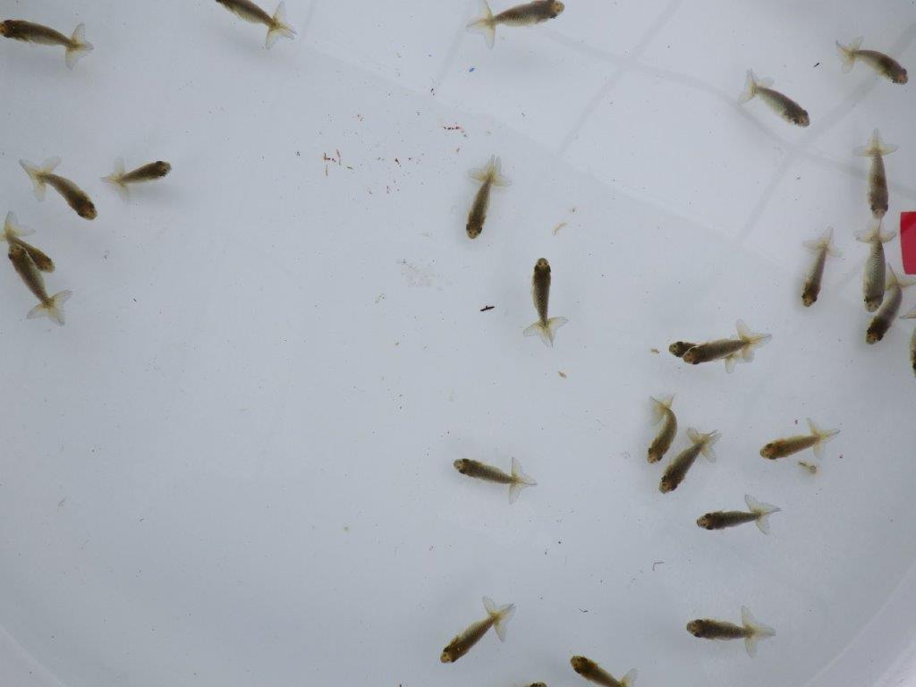 【全国大会東大関獲得系統 】入荷の中から尾張りの良い10尾!限定2セット