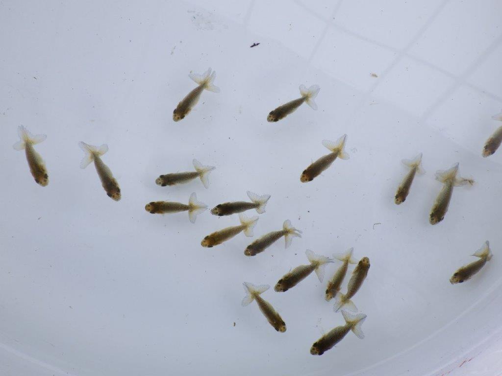 【全国大会東大関獲得系統 】入荷の中から尾張りの良い10尾!限定2セット