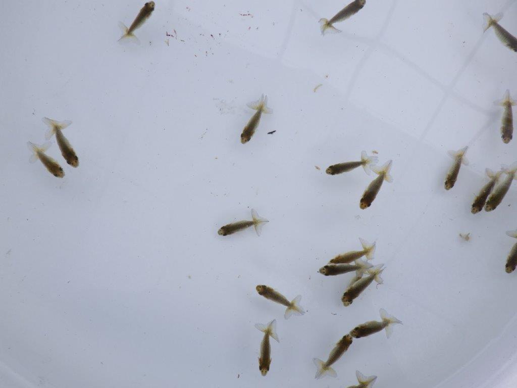 【全国大会東大関獲得系統 】入荷の中から尾張りの良い10尾!限定2セット