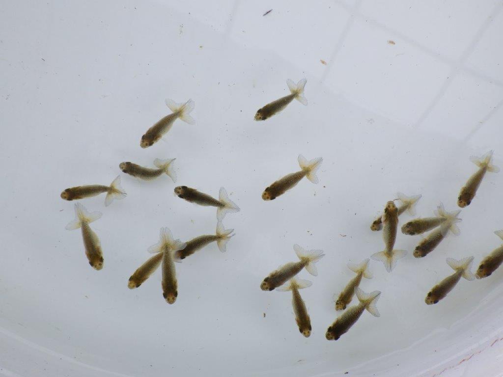 【全国大会東大関獲得系統 】入荷の中から尾張りの良い１０尾！限定１セット