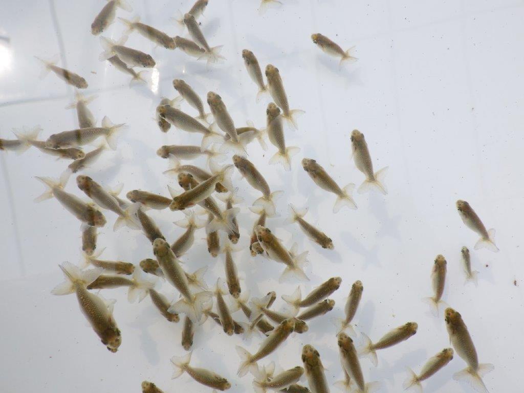 【愛知超優良系統 】2026年 観賞用お勧め青仔50尾セット