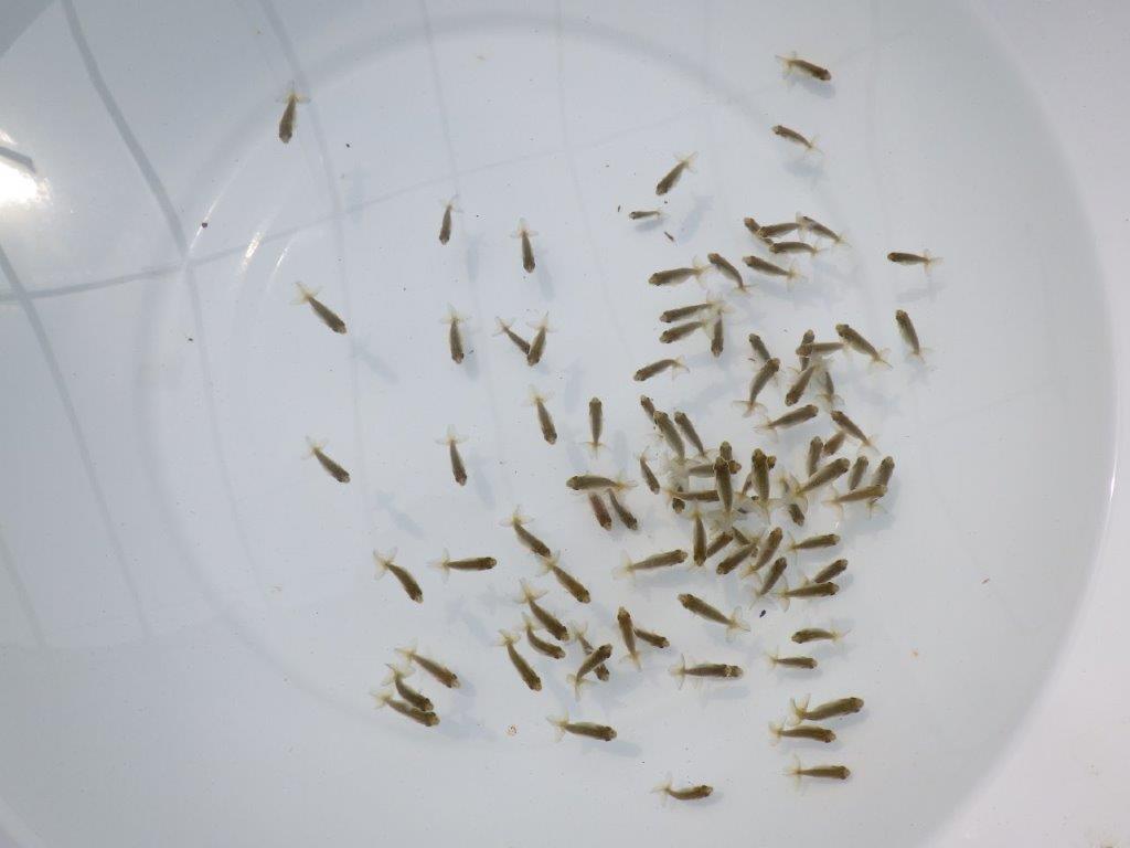 【愛知超優良系統 】２０２６年　観賞用お勧め青仔２０尾セット