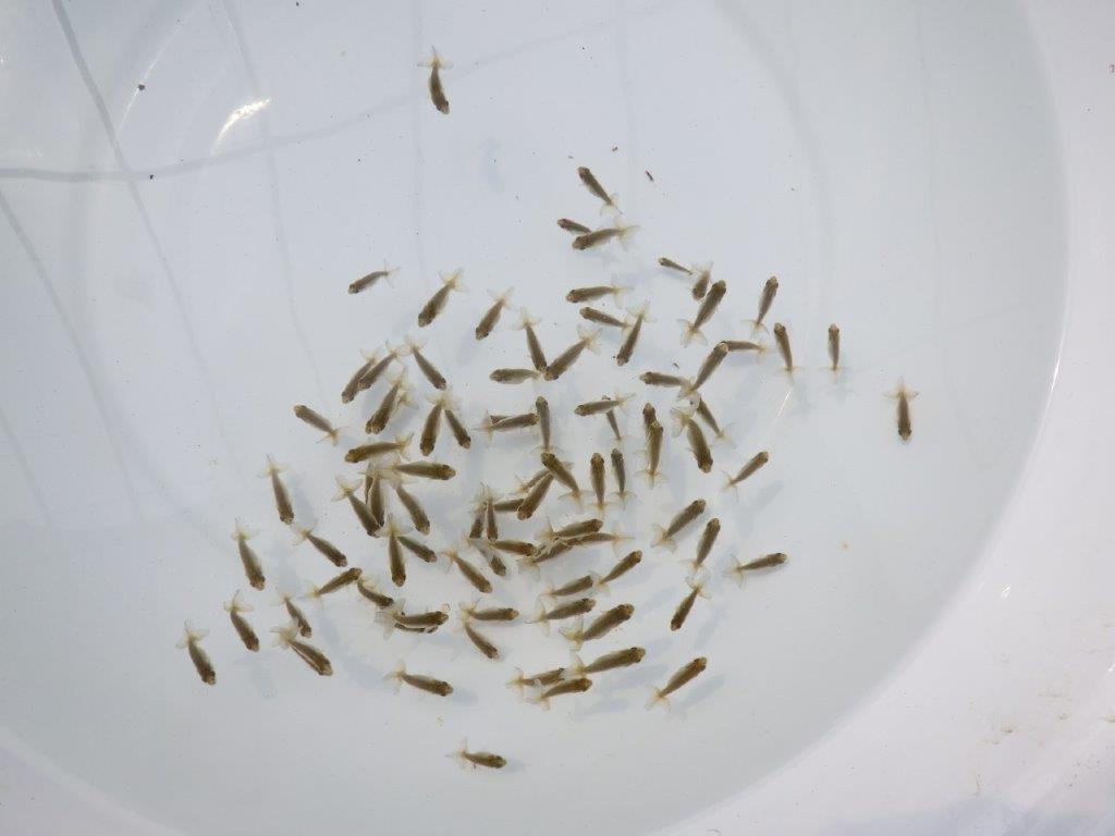 【愛知超優良系統 】２０２６年　観賞用お勧め青仔２０尾セット