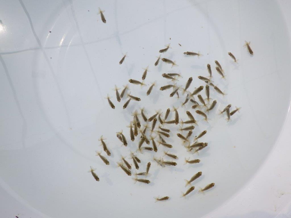 【愛知超優良系統 】２０２６年　観賞用お勧め青仔２０尾セット