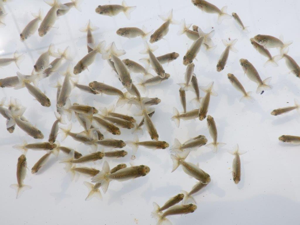 【愛知超優良系統 】2026年 観賞用お勧め青仔20尾セット