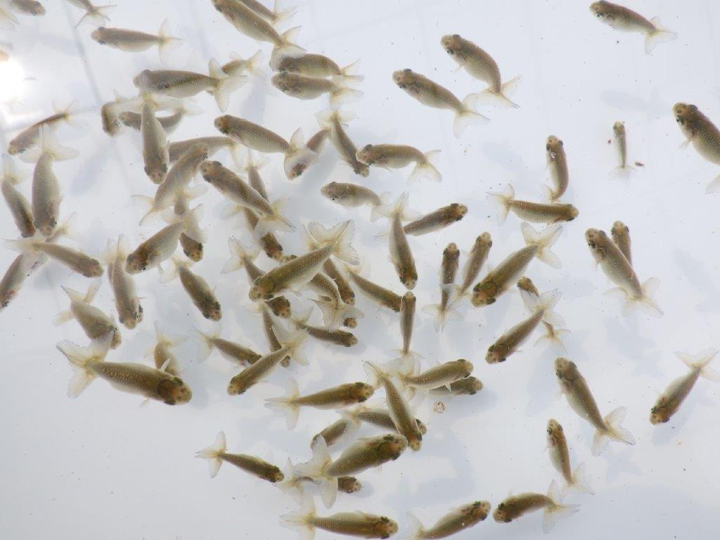 【愛知超優良系統 】２０２６年　観賞用お勧め青仔２０尾セット