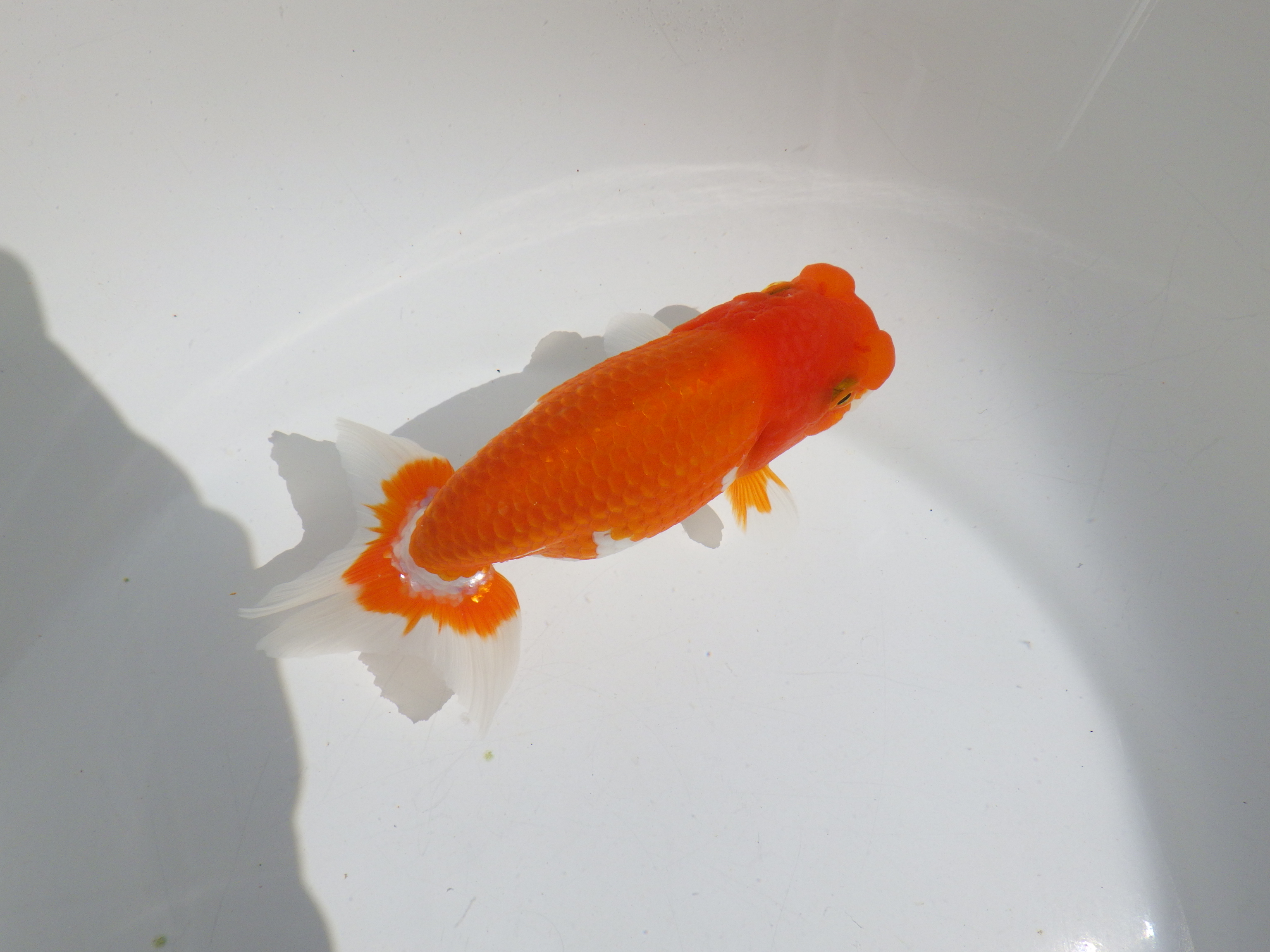 【岡山村上暢彦氏】素晴らしいフンタン！明け二歳らんちゅう約14㎝ メス？の上身