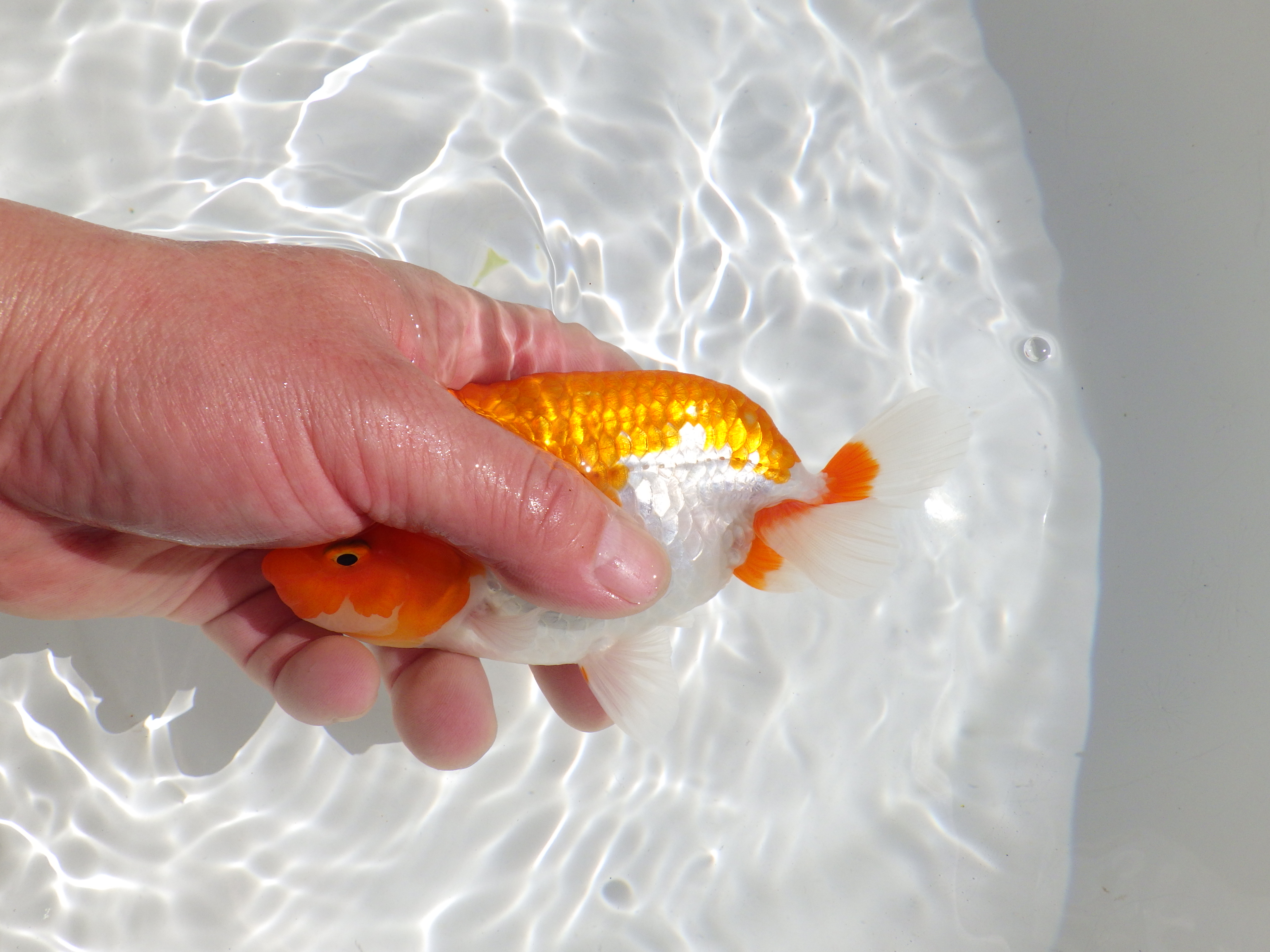 【岡山村上暢彦氏】素晴らしいフンタン！明け二歳らんちゅう約14㎝ メス？