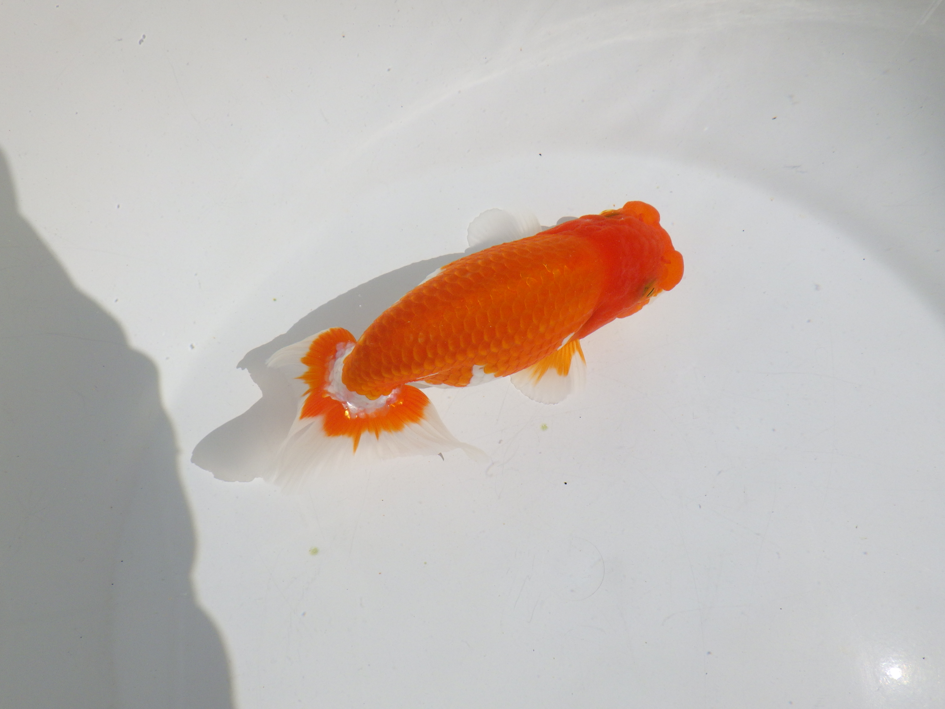 【岡山村上暢彦氏】素晴らしいフンタン！明け二歳らんちゅう約14㎝ メス？