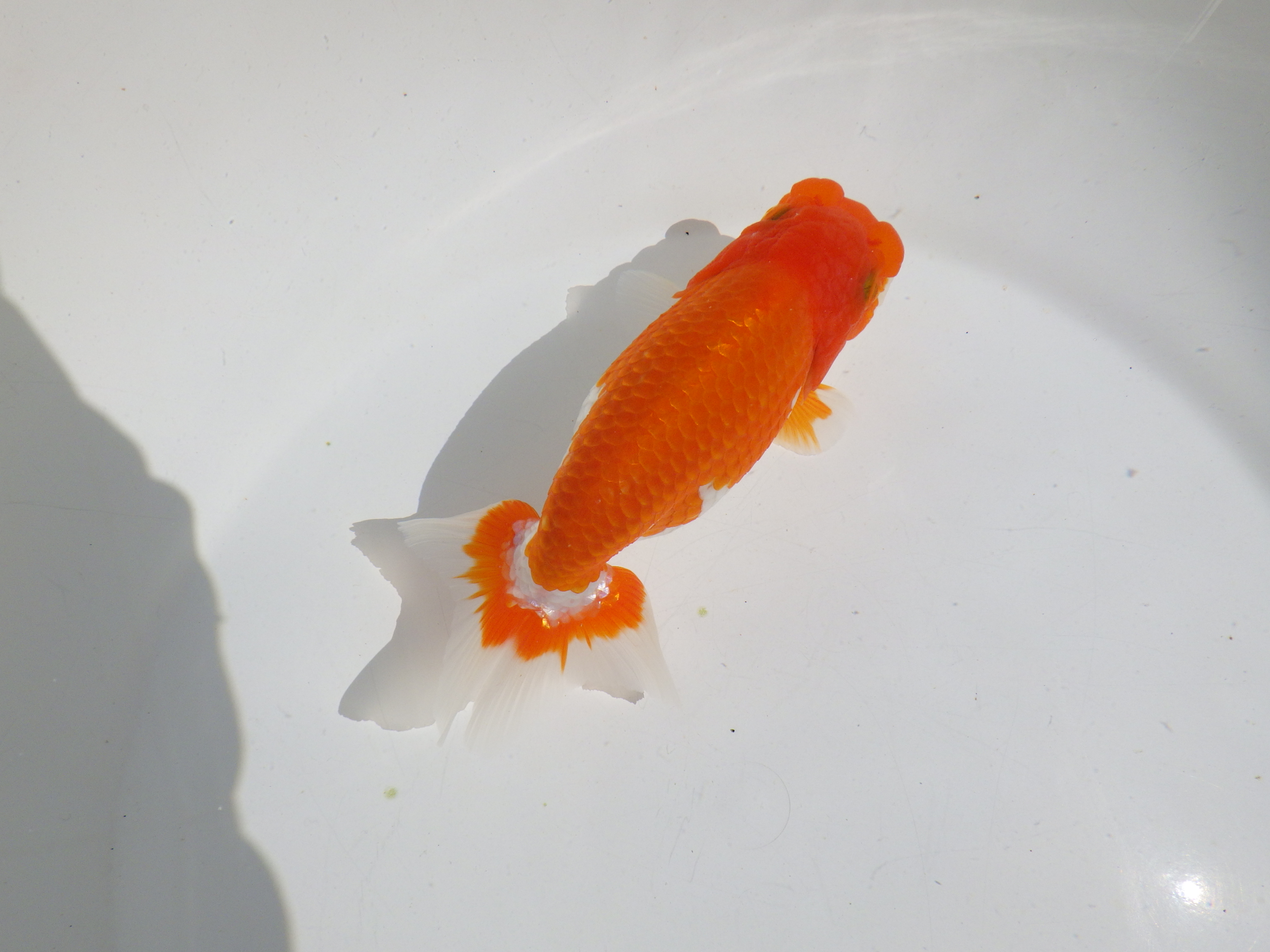 【岡山村上暢彦氏】素晴らしいフンタン！明け二歳らんちゅう約14㎝ メス？