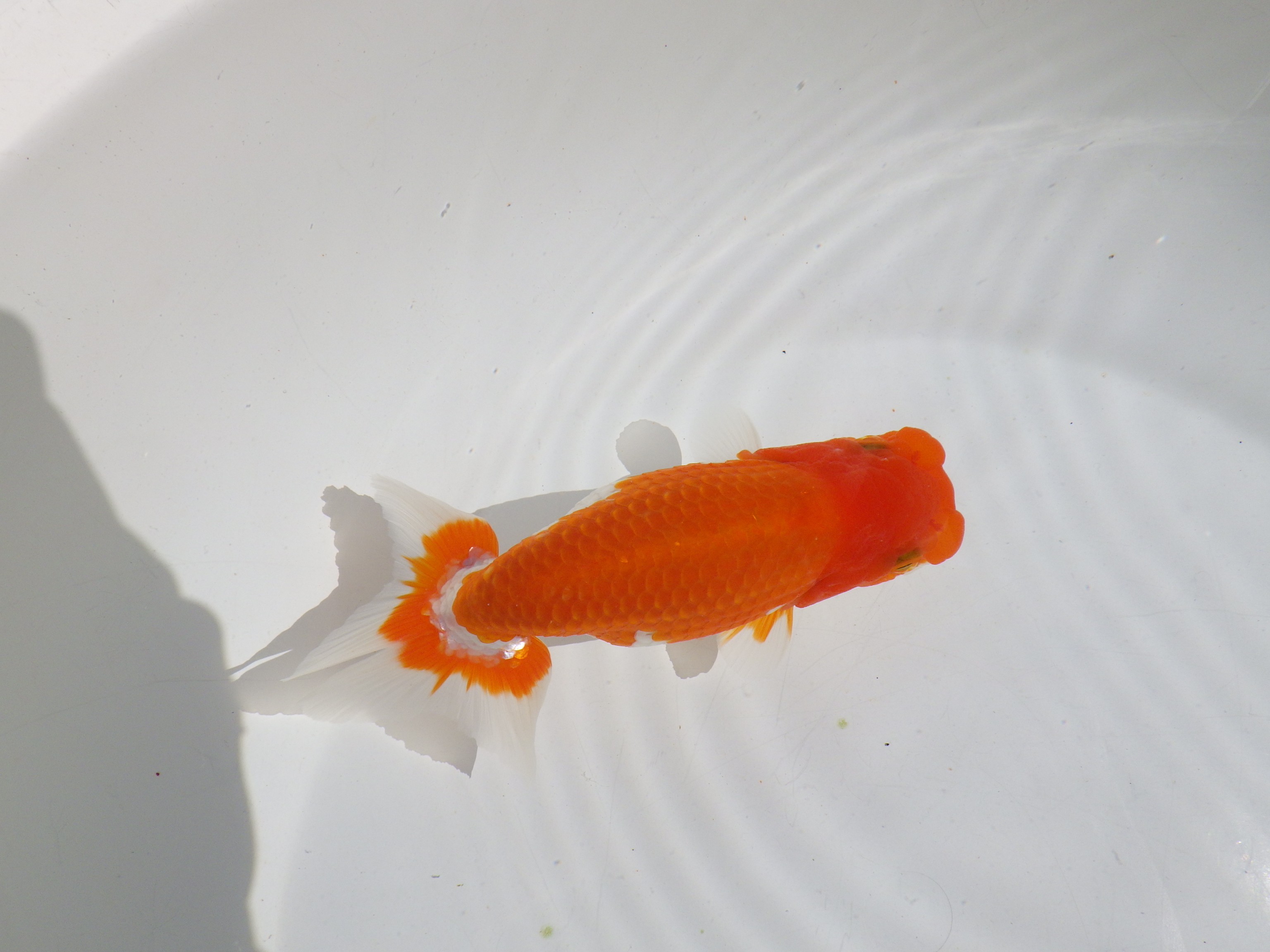 【岡山村上暢彦氏】素晴らしいフンタン！明け二歳らんちゅう約14㎝ メス？