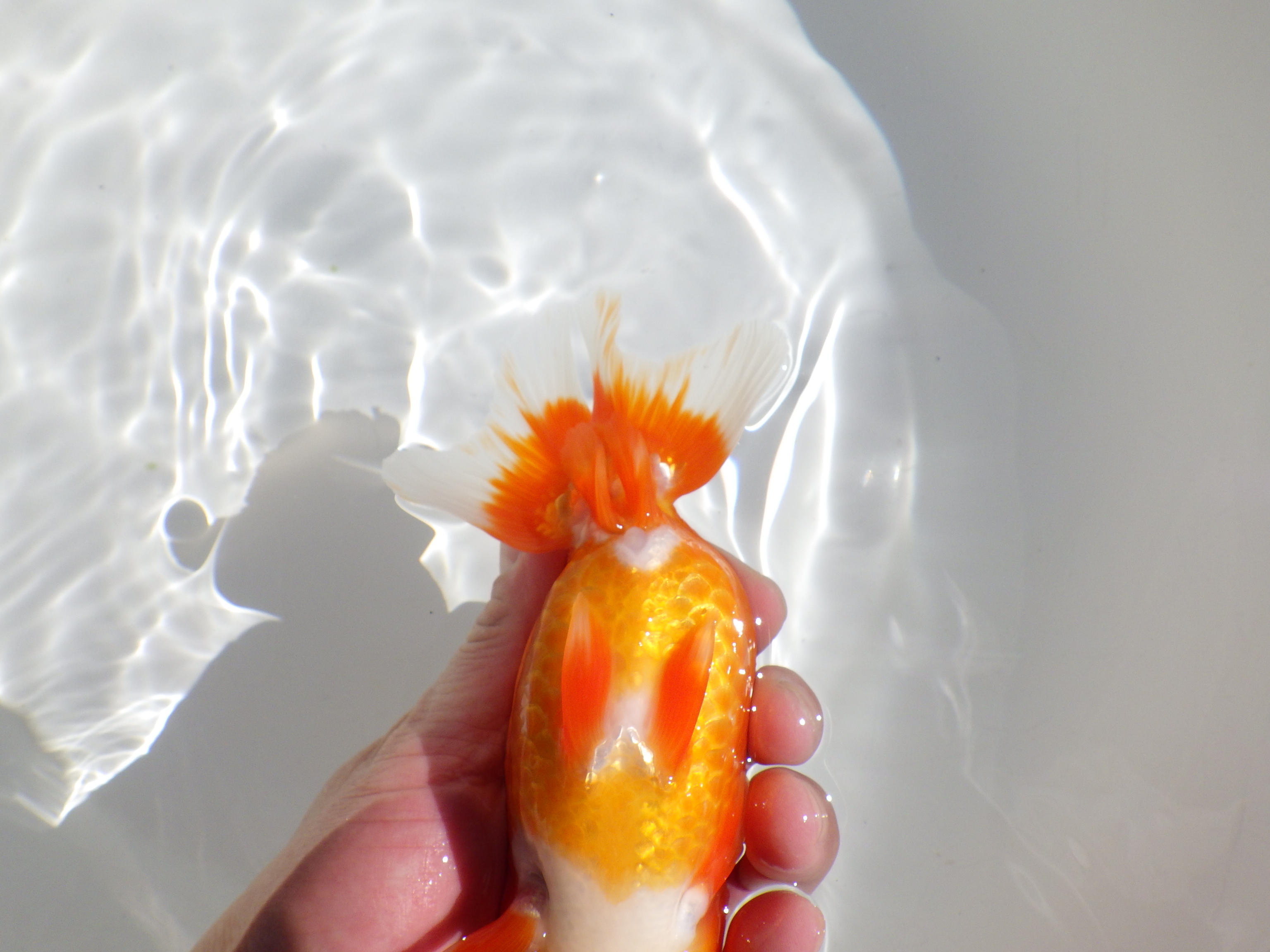 【岡山村上暢彦氏】水槽で横見が映える明け二歳らんちゅう約15,5㎝ メス？