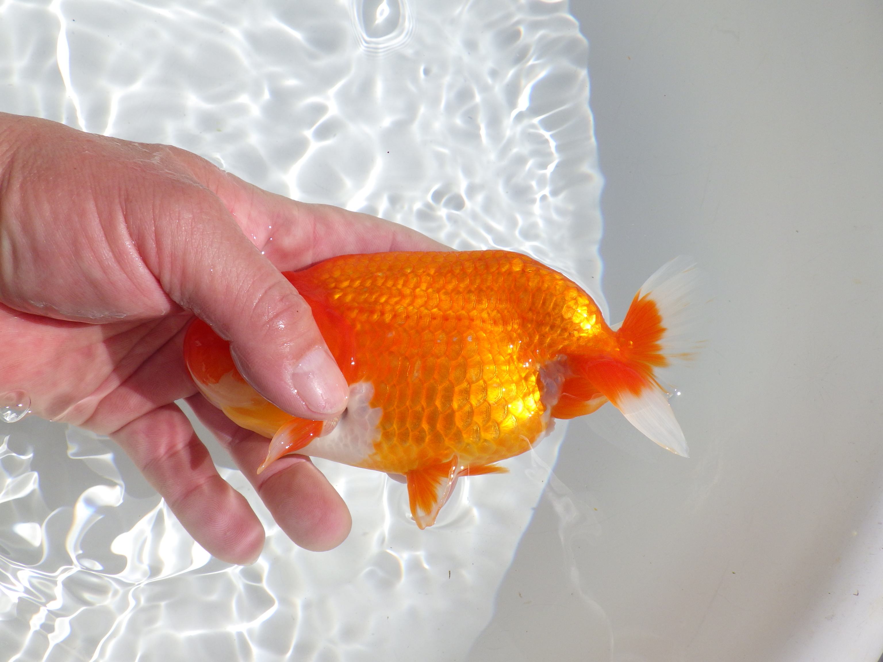 【岡山村上暢彦氏】水槽で横見が映える明け二歳らんちゅう約15,5㎝ メス？