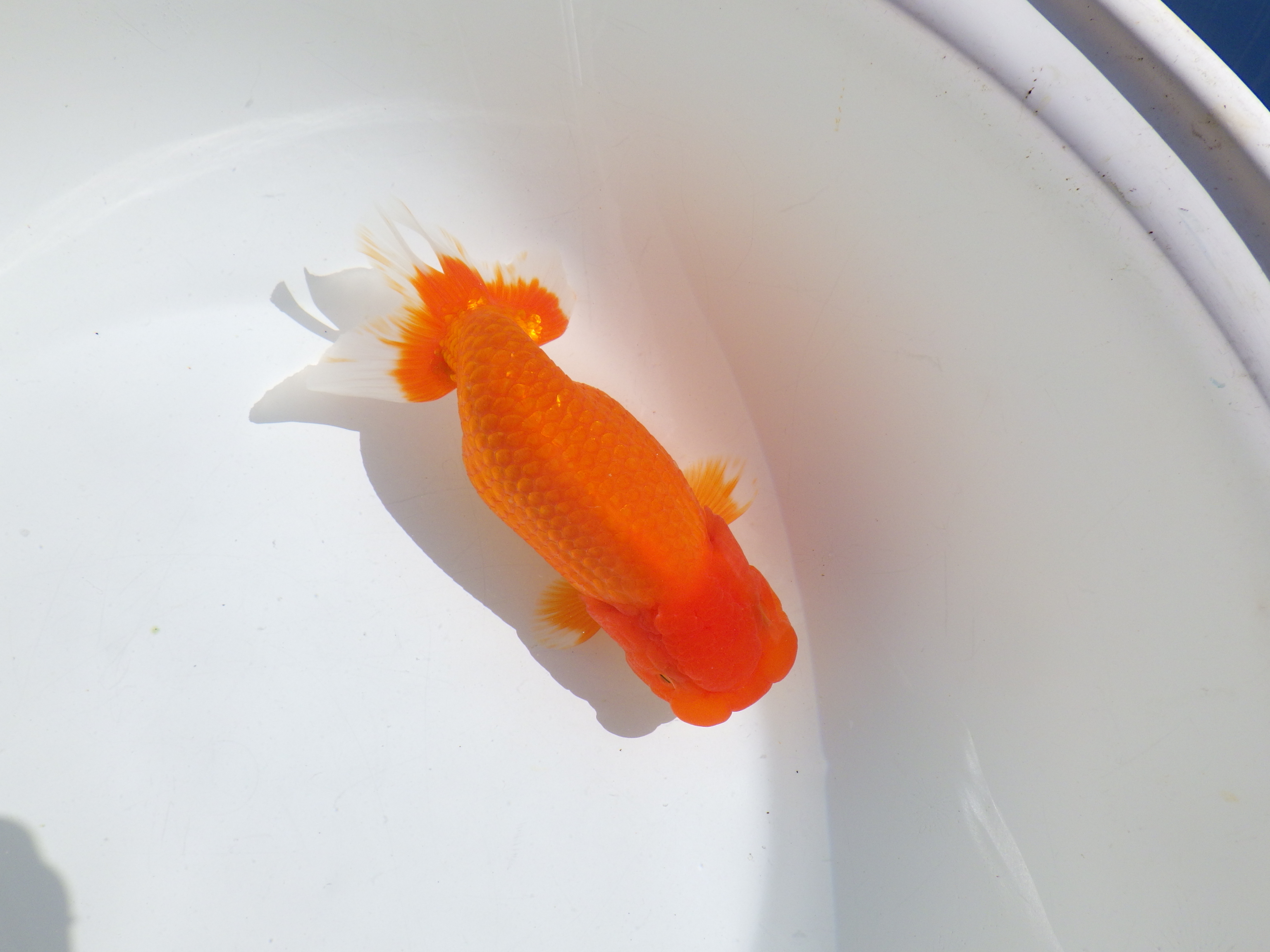 【岡山村上暢彦氏】水槽で横見が映える明け二歳らんちゅう約15,5㎝ メス？