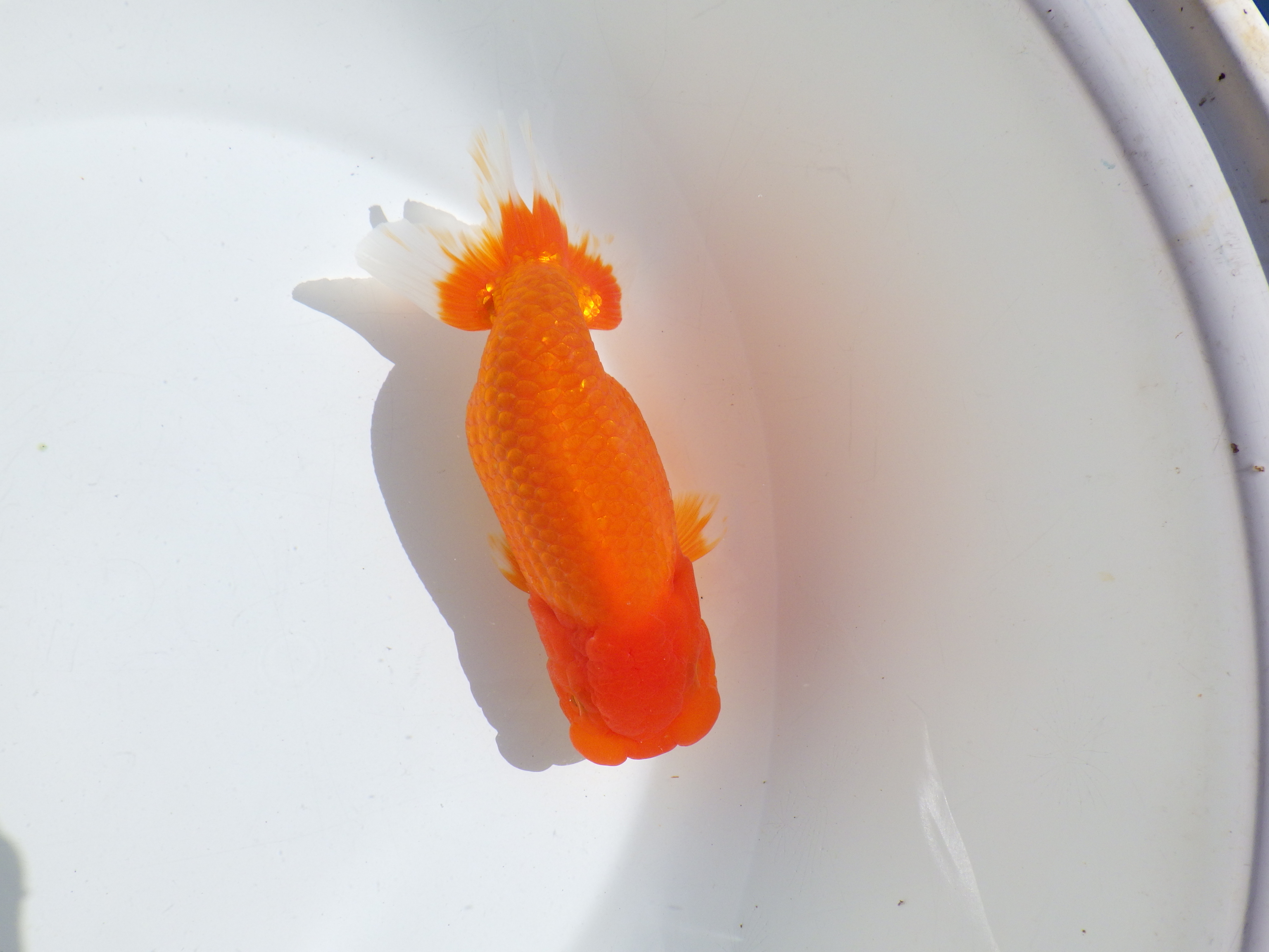 【岡山村上暢彦氏】水槽で横見が映える明け二歳らんちゅう約15,5㎝ メス？