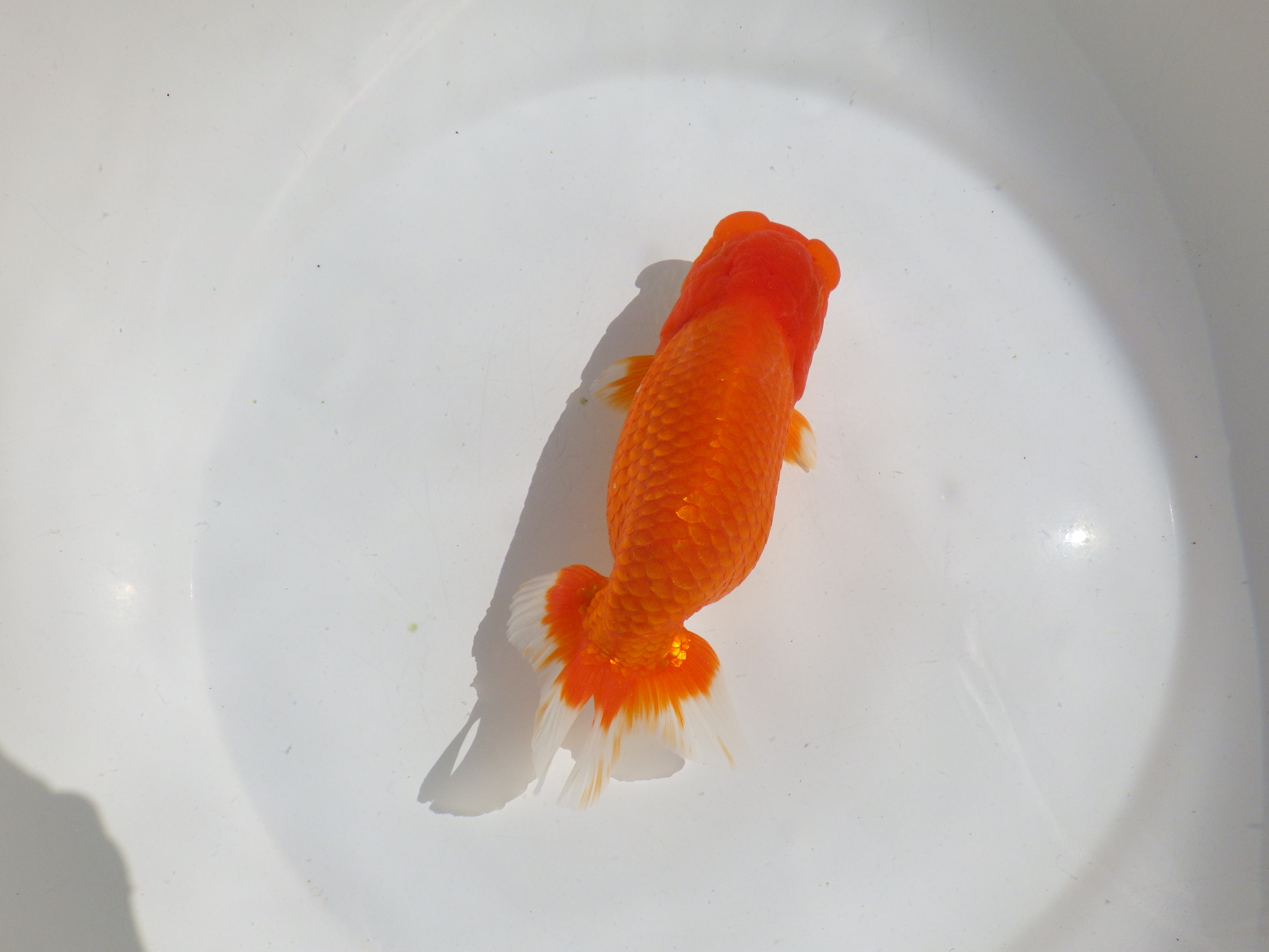 【岡山村上暢彦氏】水槽で横見が映える明け二歳らんちゅう約15,5㎝ メス？の上身