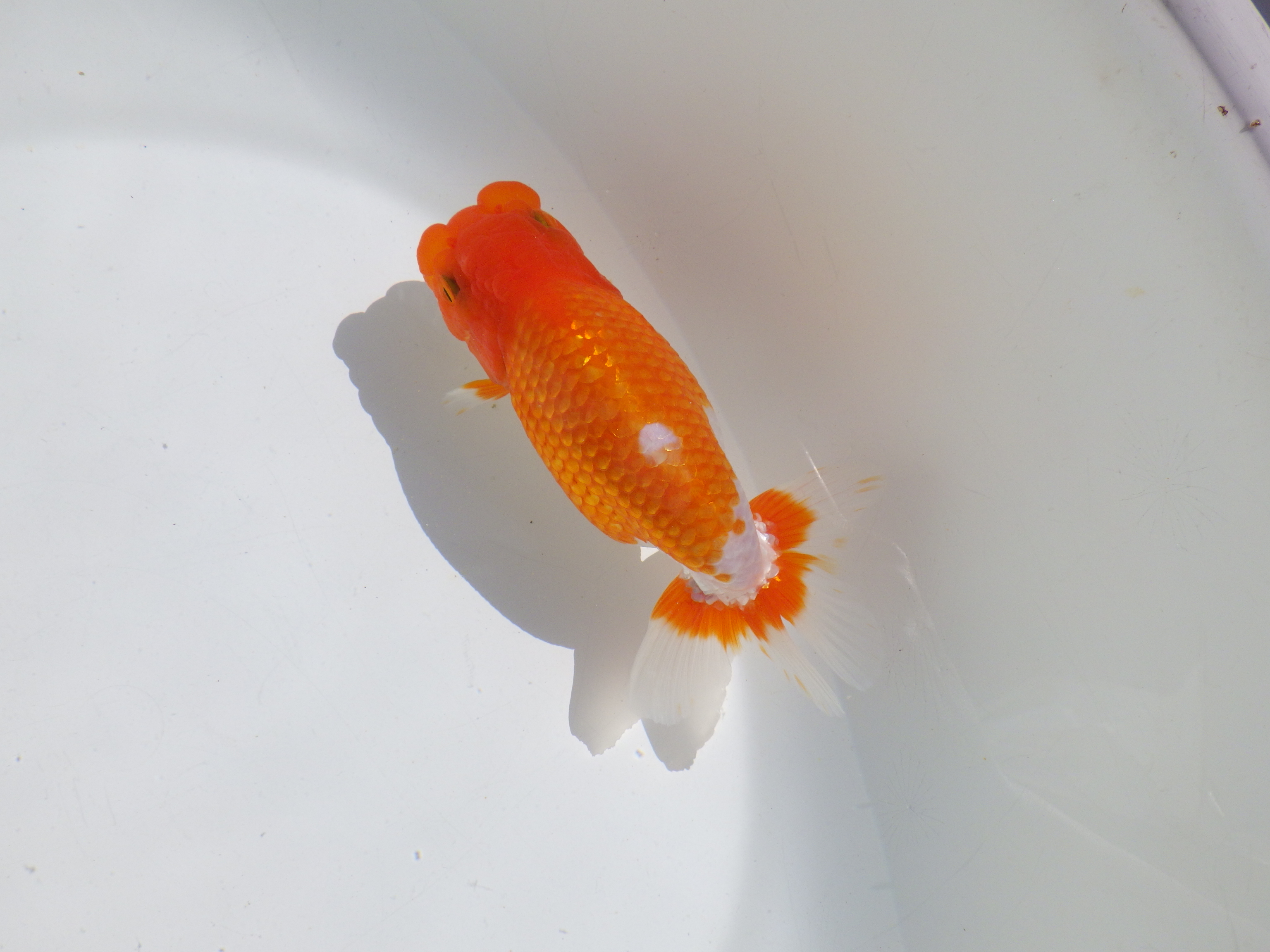 【岡山村上暢彦氏】頭・尾の雰囲気が良い明け二歳らんちゅう約14㎝ メス？