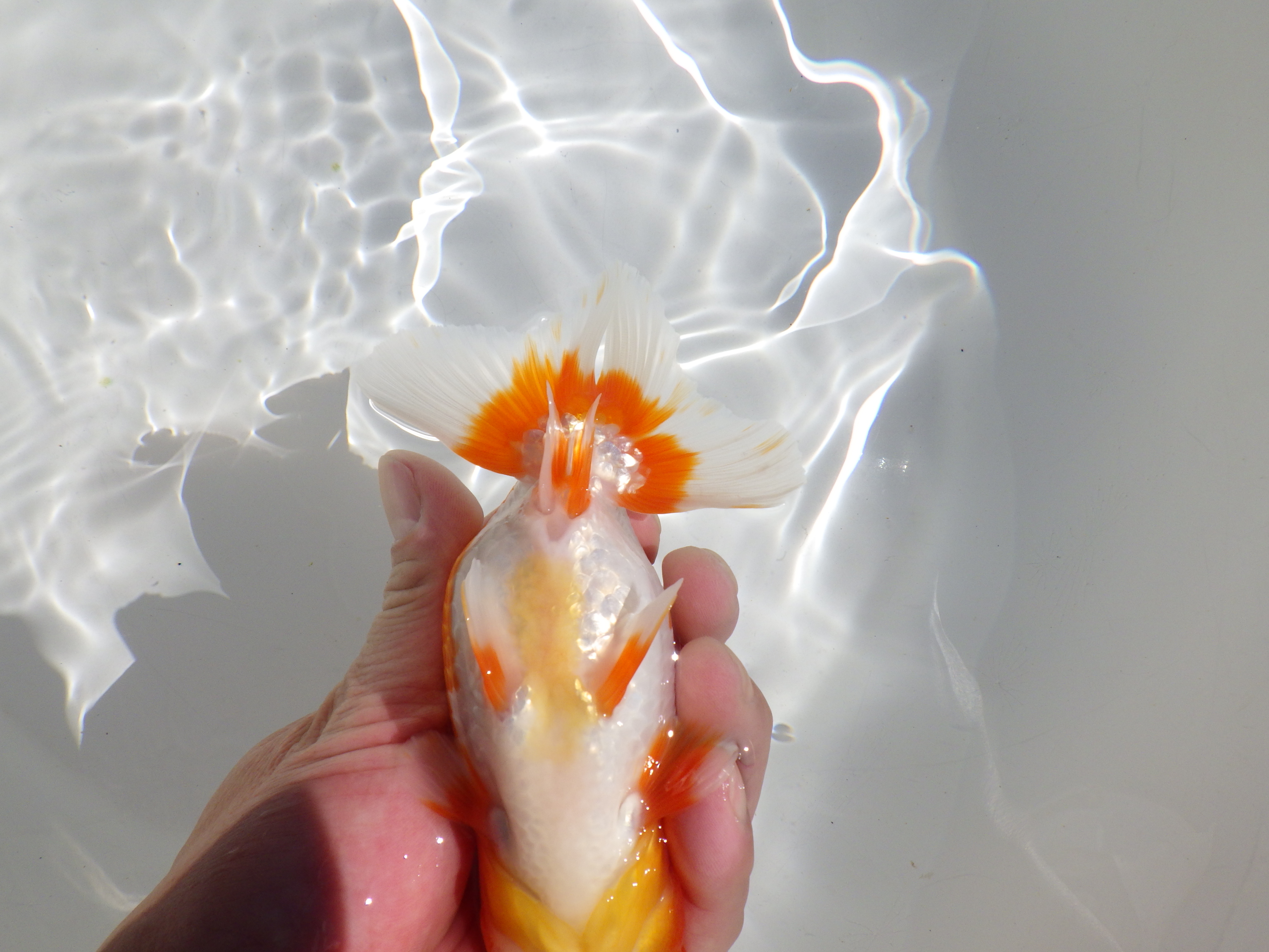 【岡山村上暢彦氏】頭・尾の雰囲気が良い明け二歳らんちゅう約14㎝ メス？