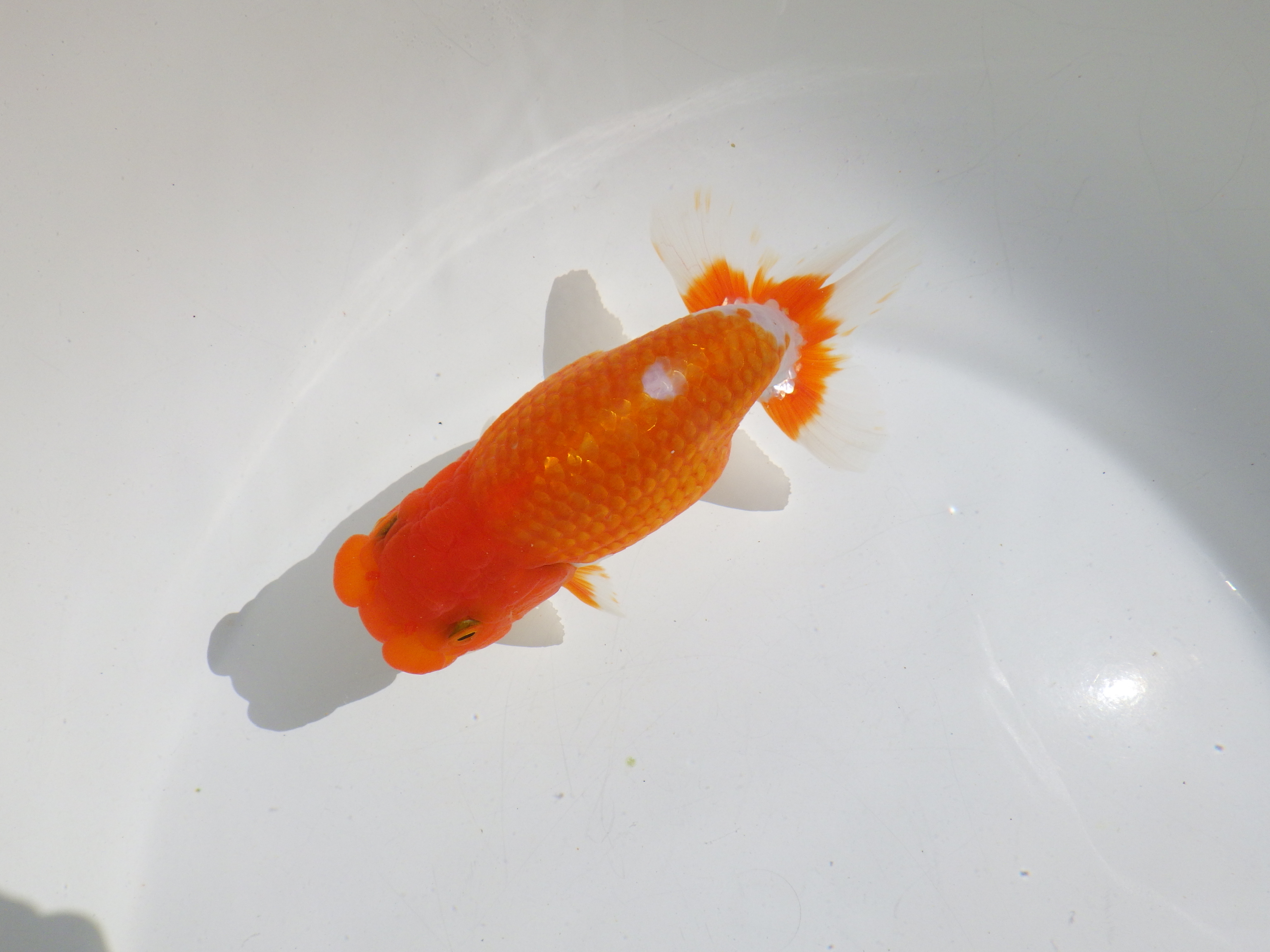 【岡山村上暢彦氏】頭・尾の雰囲気が良い明け二歳らんちゅう約14㎝ メス？の上身