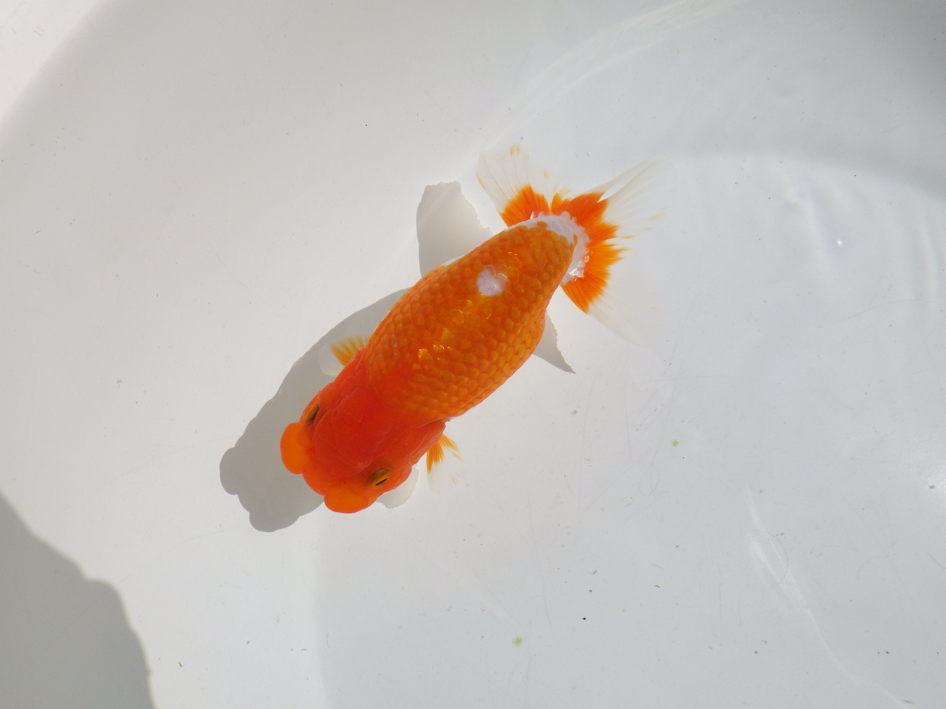 【岡山村上暢彦氏】頭・尾の雰囲気が良い明け二歳らんちゅう約14㎝ メス？