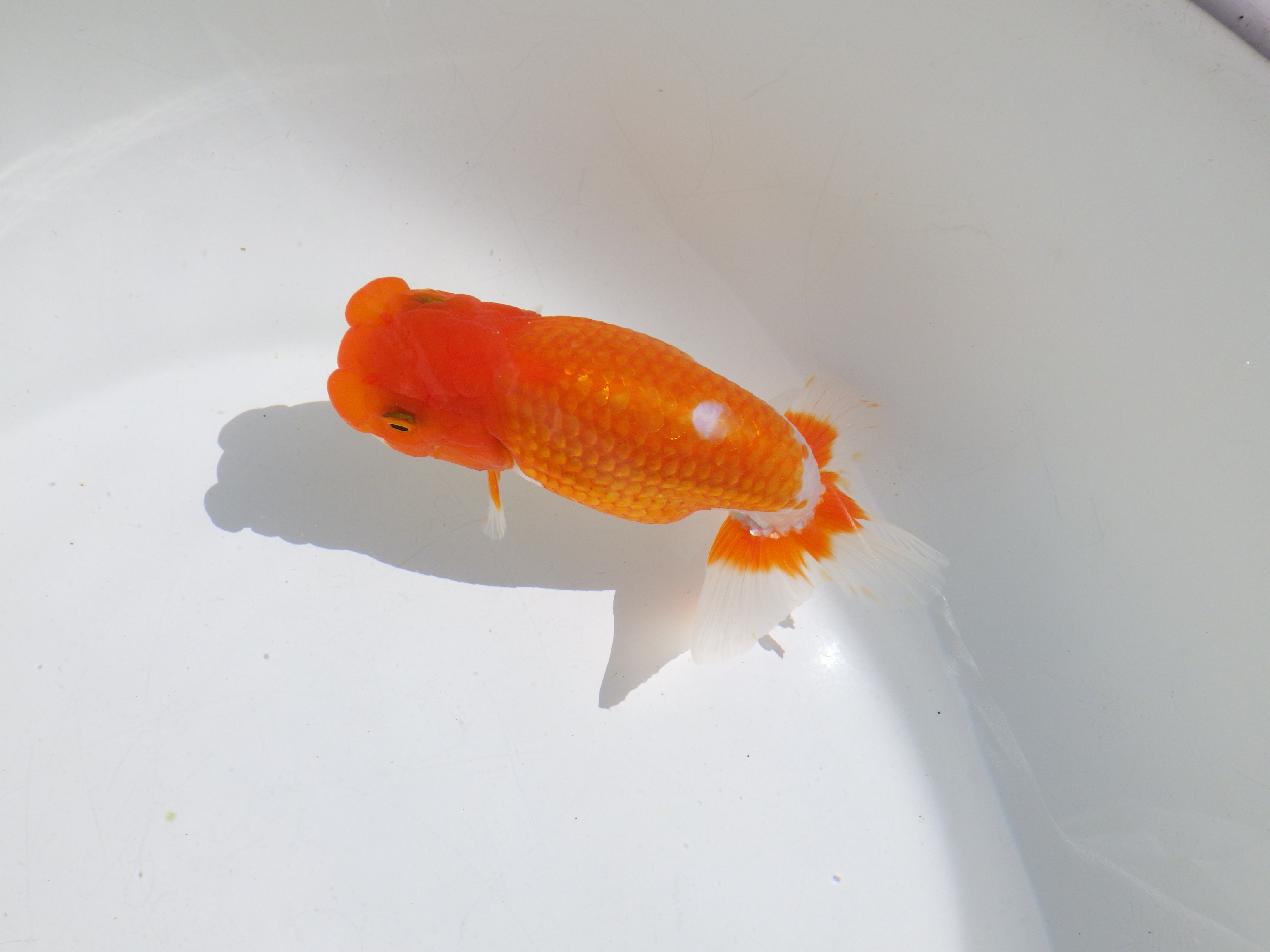 【岡山村上暢彦氏】頭・尾の雰囲気が良い明け二歳らんちゅう約14㎝ メス？