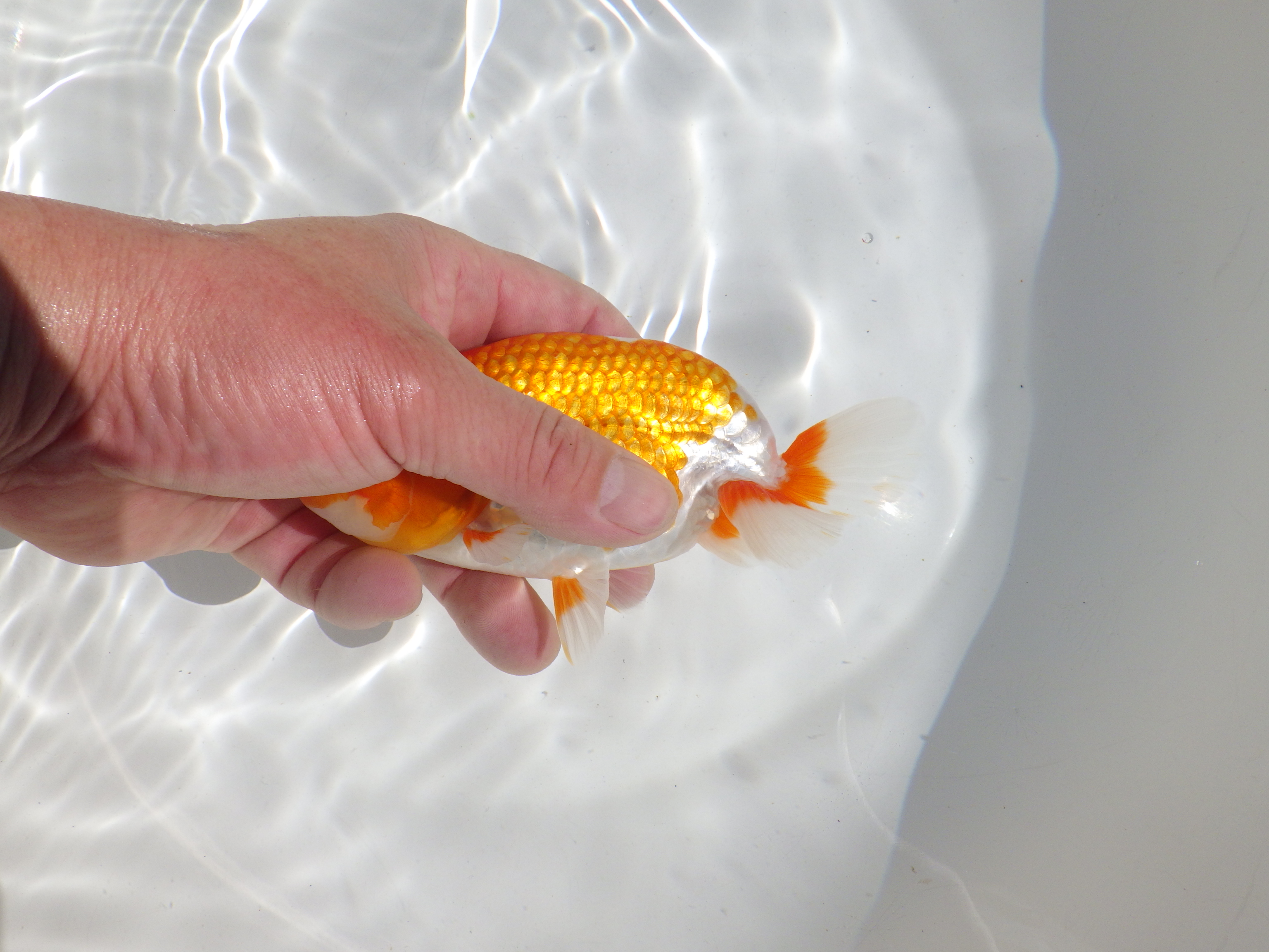 【岡山村上暢彦氏】頭・尾の雰囲気が良い明け二歳らんちゅう約14㎝ メス？