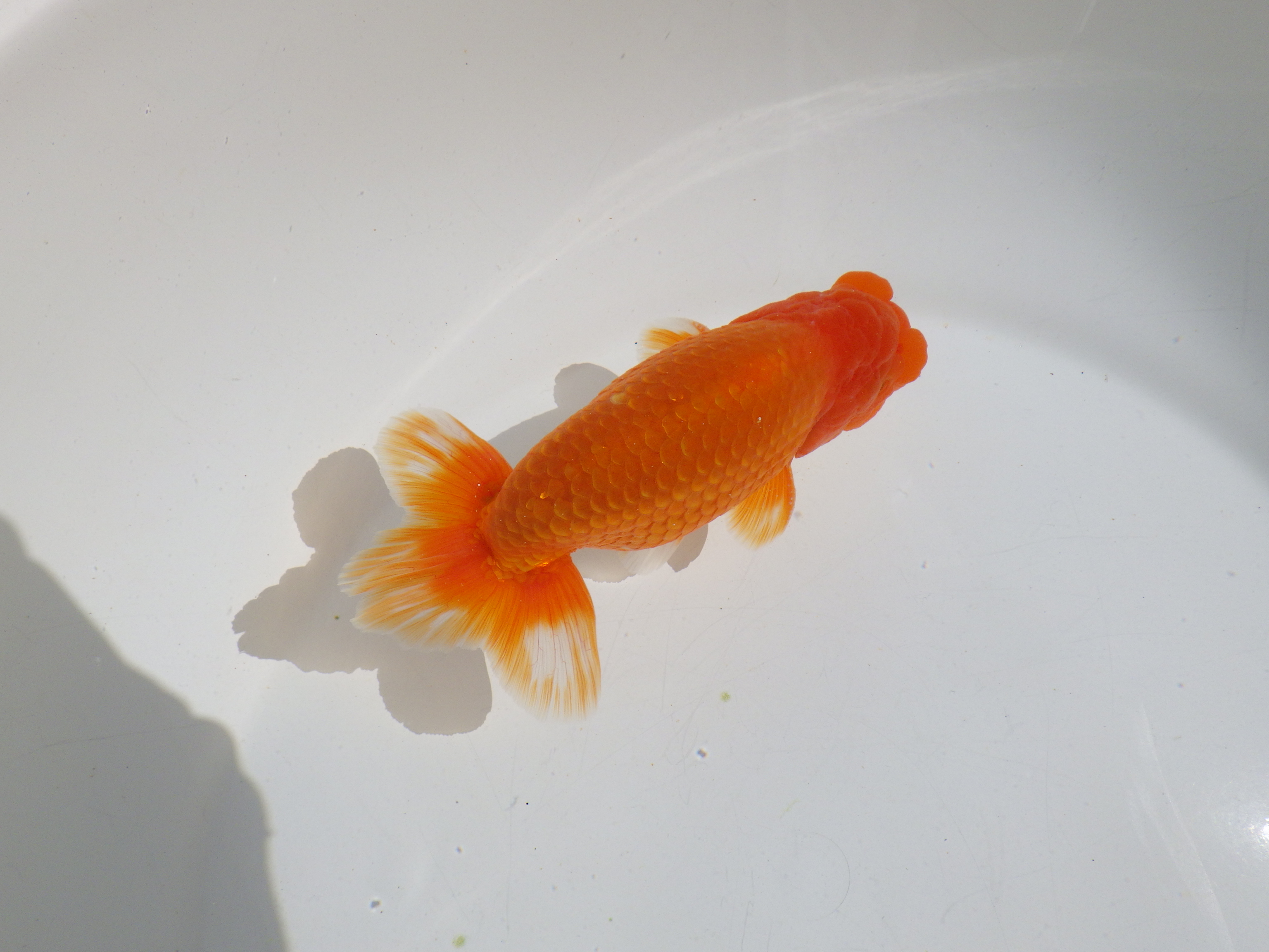 【岡山村上暢彦氏】種にもお勧めしたい明け二歳らんちゅう約13㎝ オス