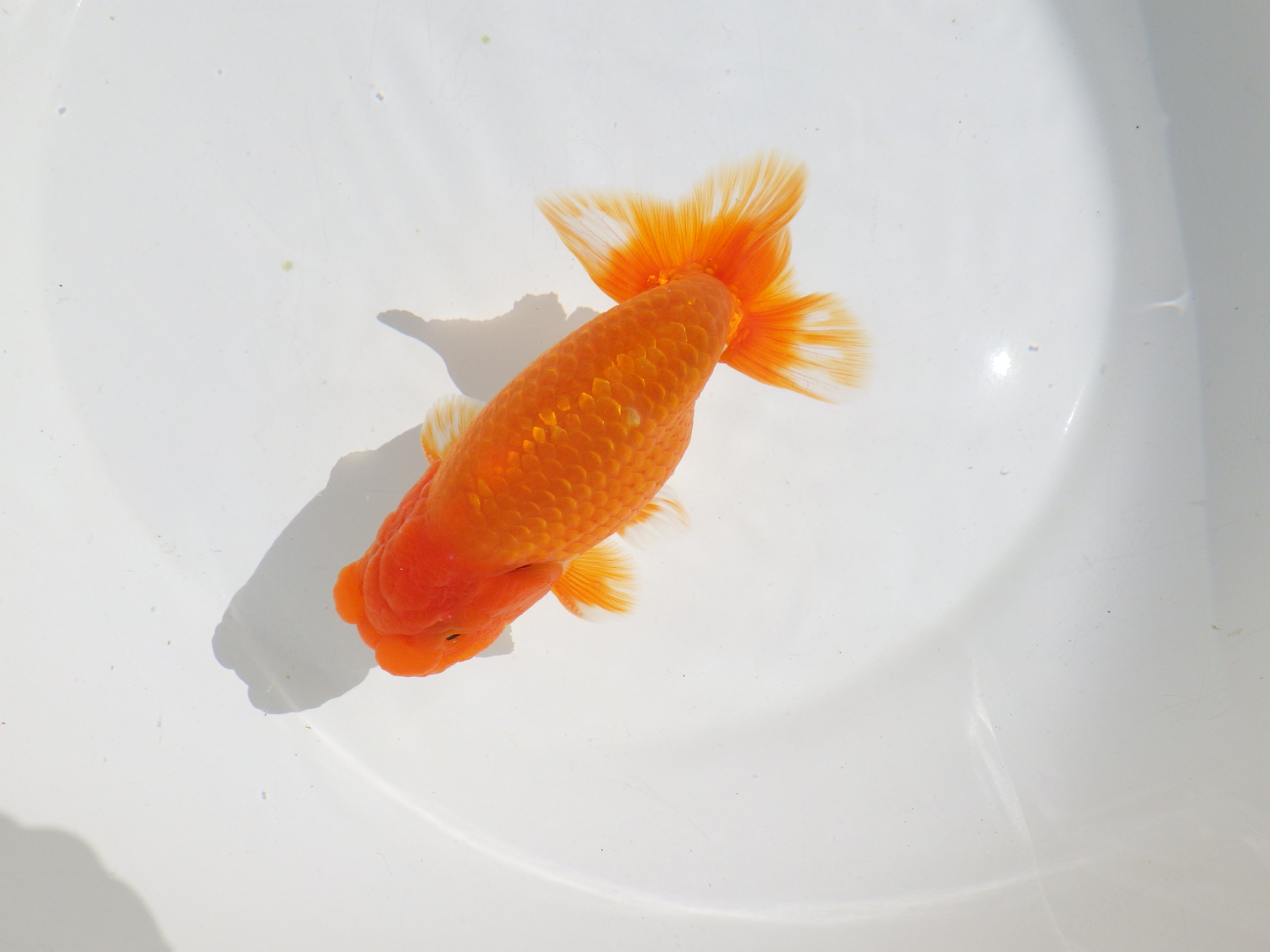 【岡山村上暢彦氏】種にもお勧めしたい明け二歳らんちゅう約13㎝ オス