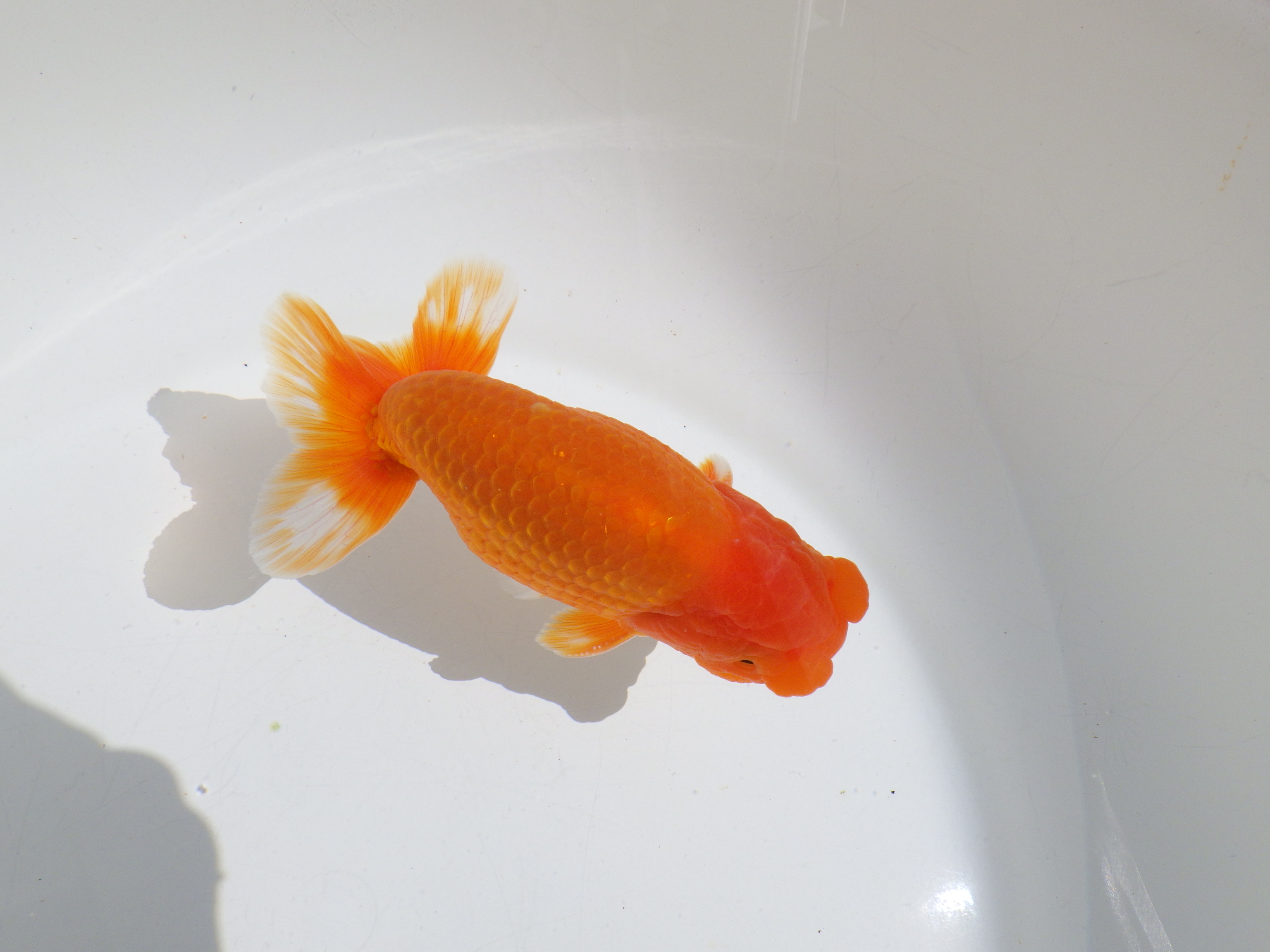 【岡山村上暢彦氏】種にもお勧めしたい明け二歳らんちゅう約13㎝ オスの上身