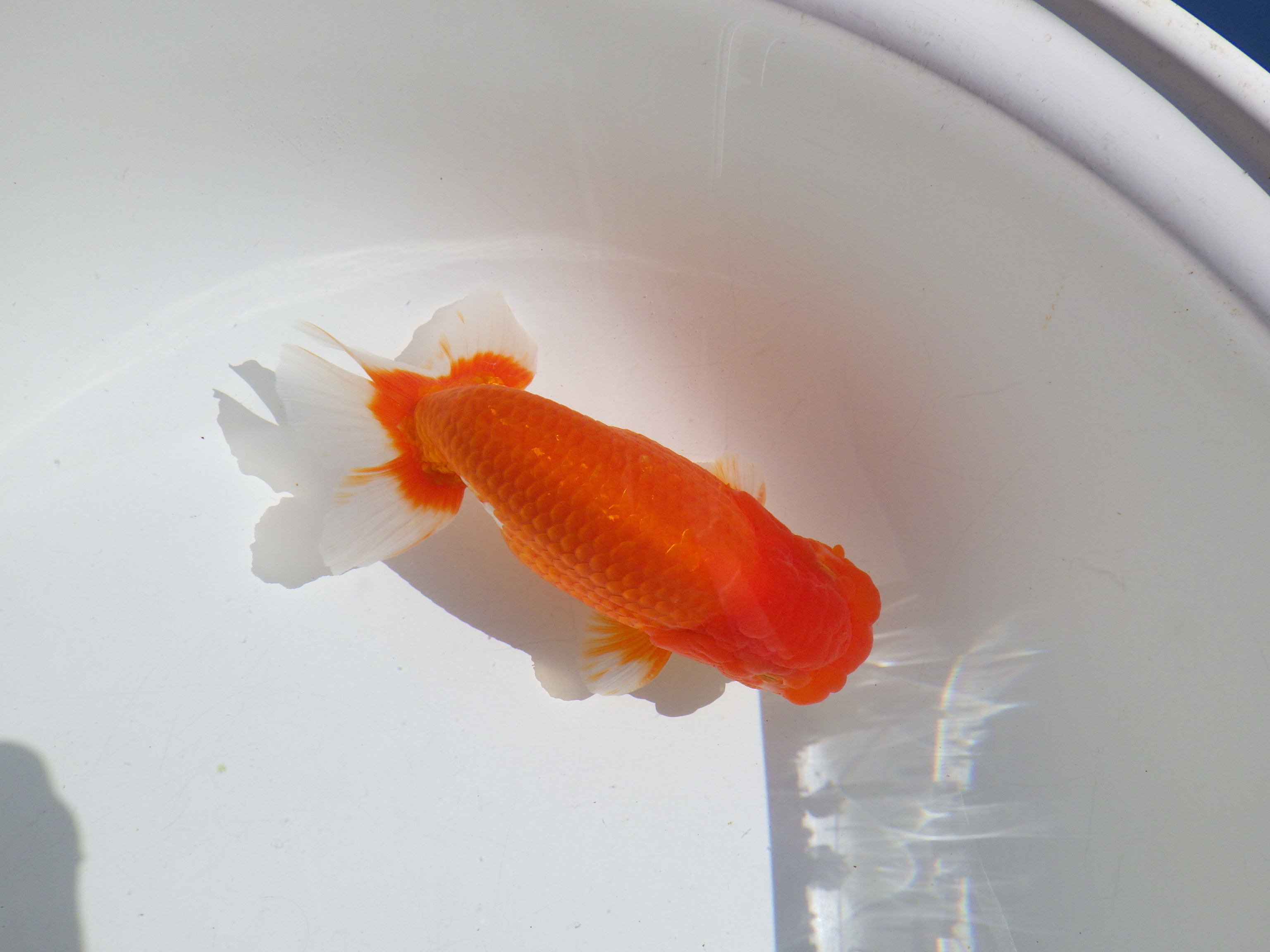 【岡山村上暢彦氏】すばらしい尾型、尾構え！明け二歳らんちゅう約15,5㎝ オス