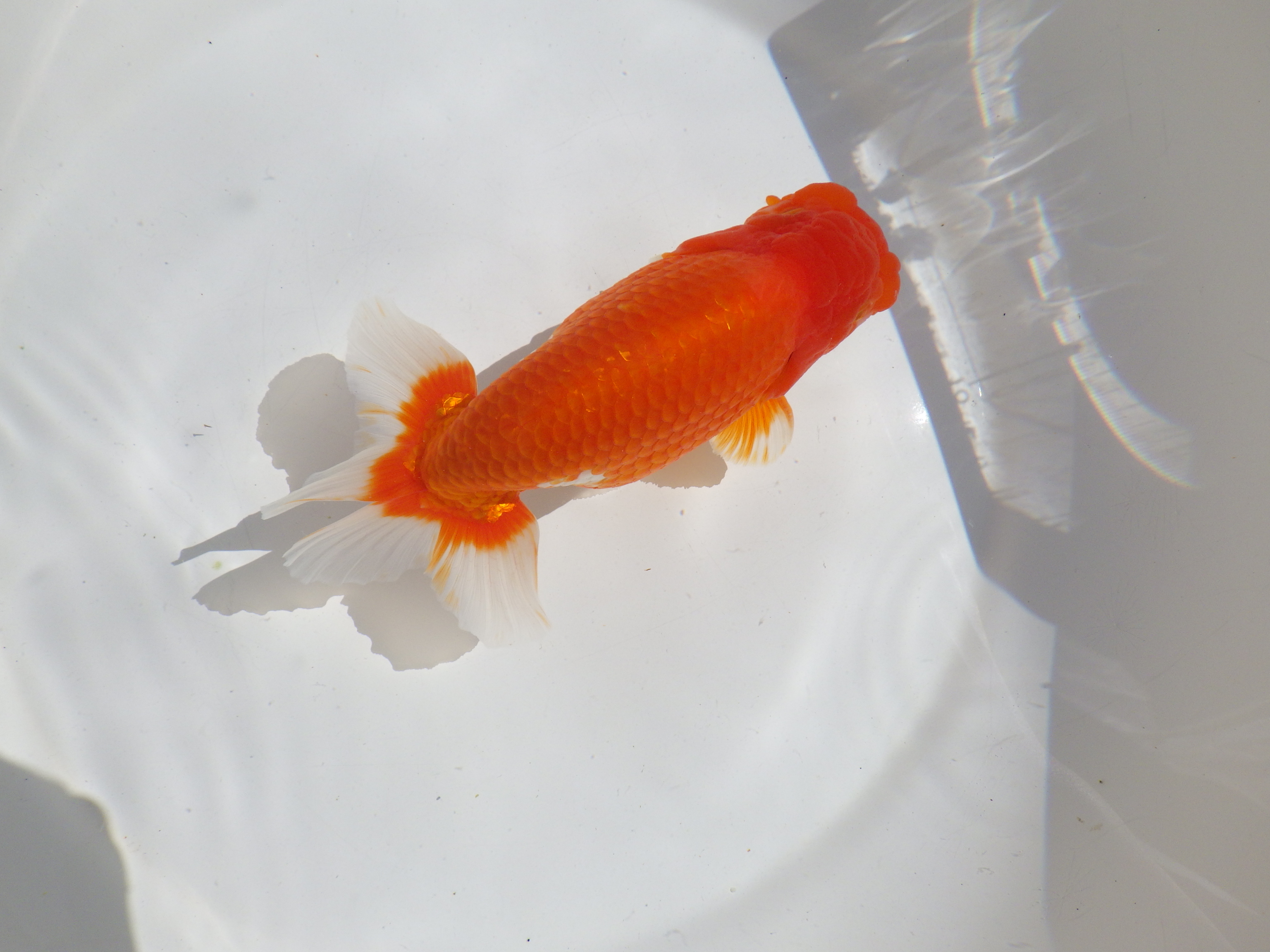 【岡山村上暢彦氏】すばらしい尾型、尾構え！明け二歳らんちゅう約15,5㎝ オスの上身