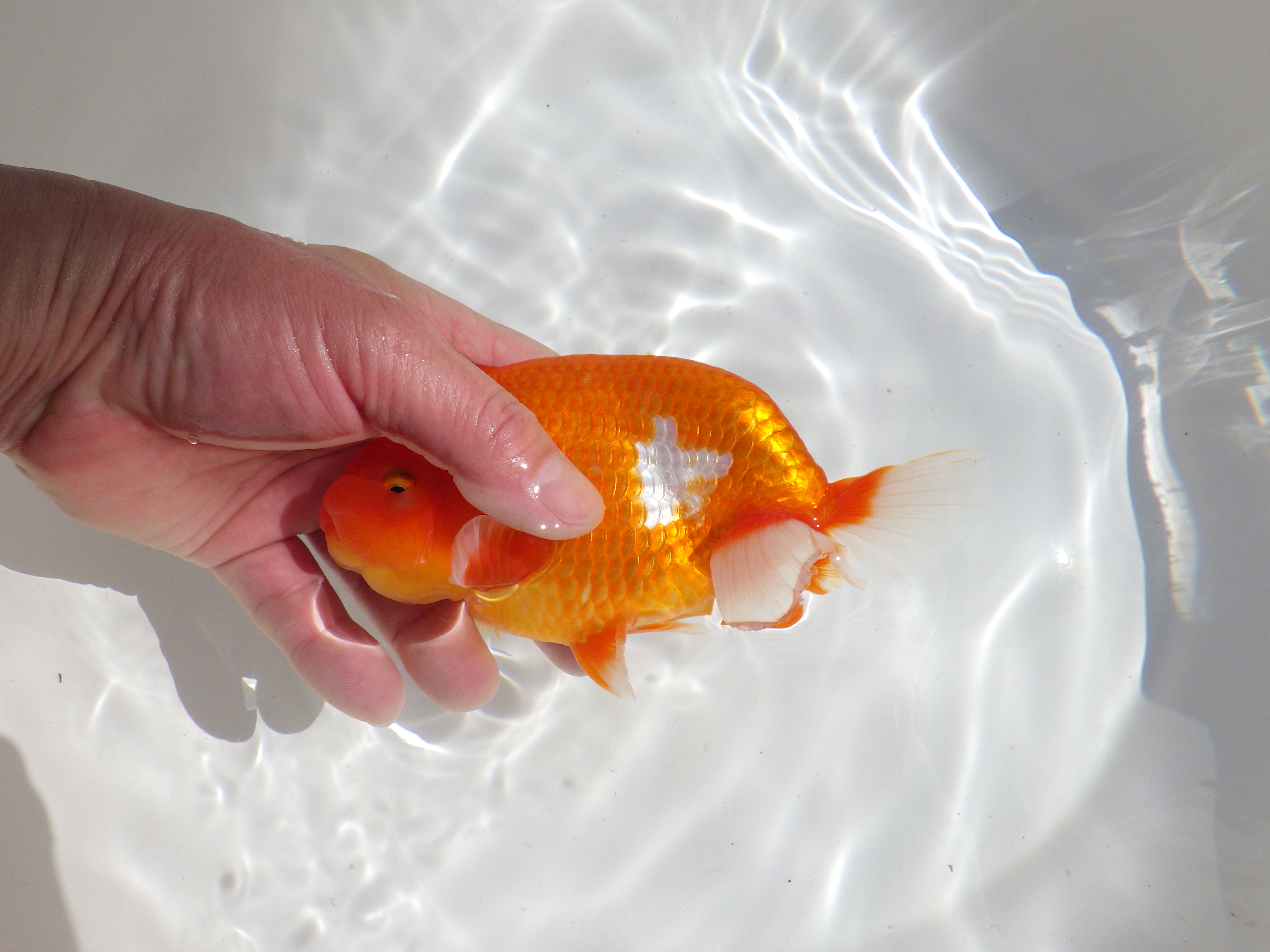 【岡山村上暢彦氏】すばらしい尾型、尾構え！明け二歳らんちゅう約15,5㎝ オス